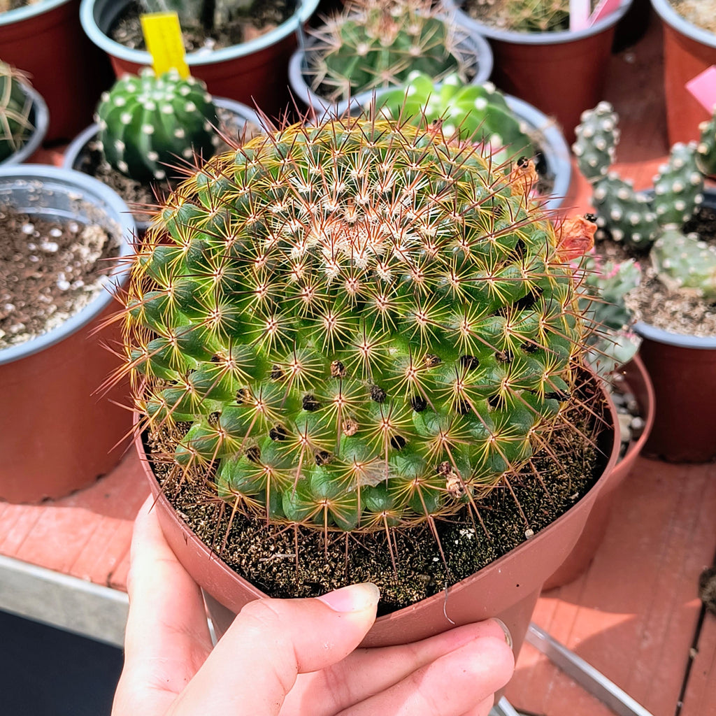 Mammillaria cv. "Ginsa Maru"