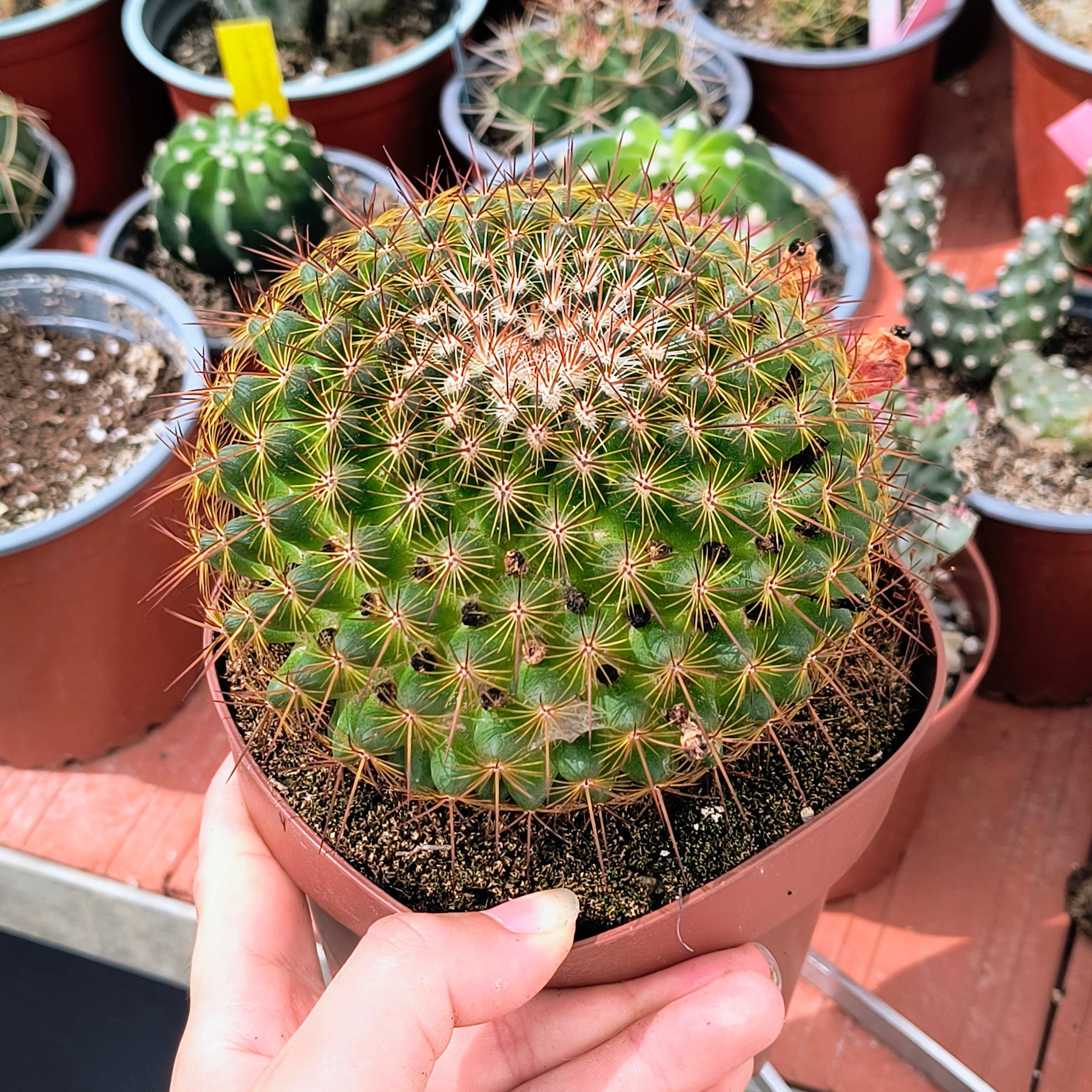 Mammillaria cv. "Ginsa Maru"