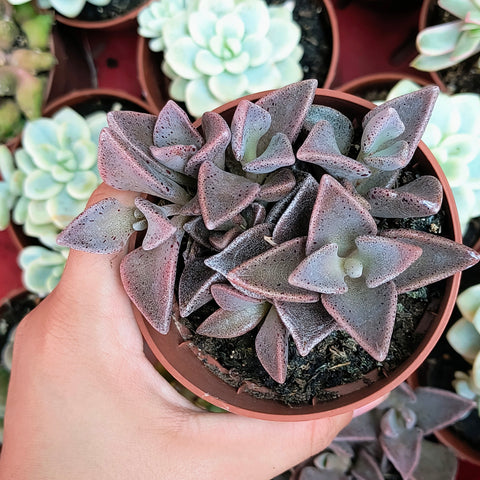 Lenophyllum