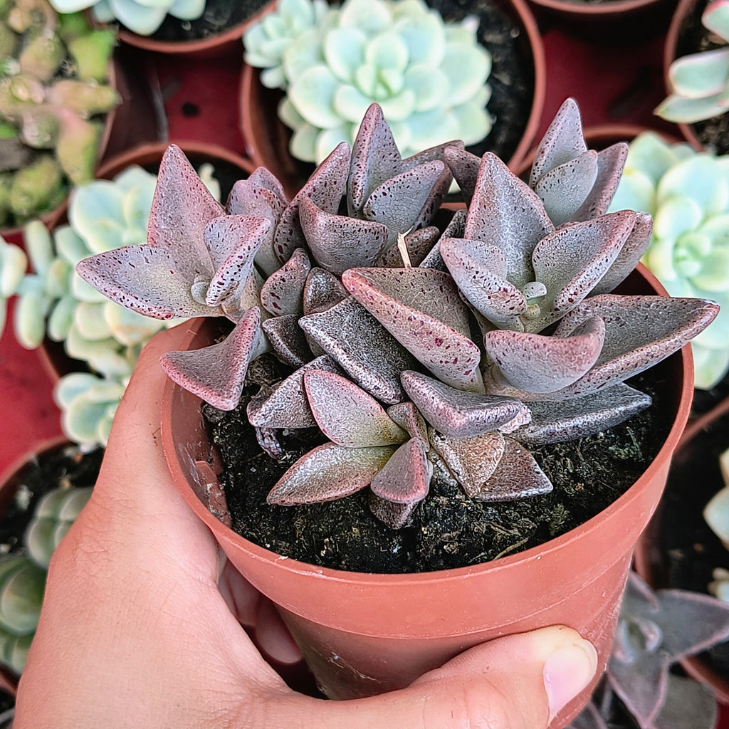 Lenophyllum guttatum