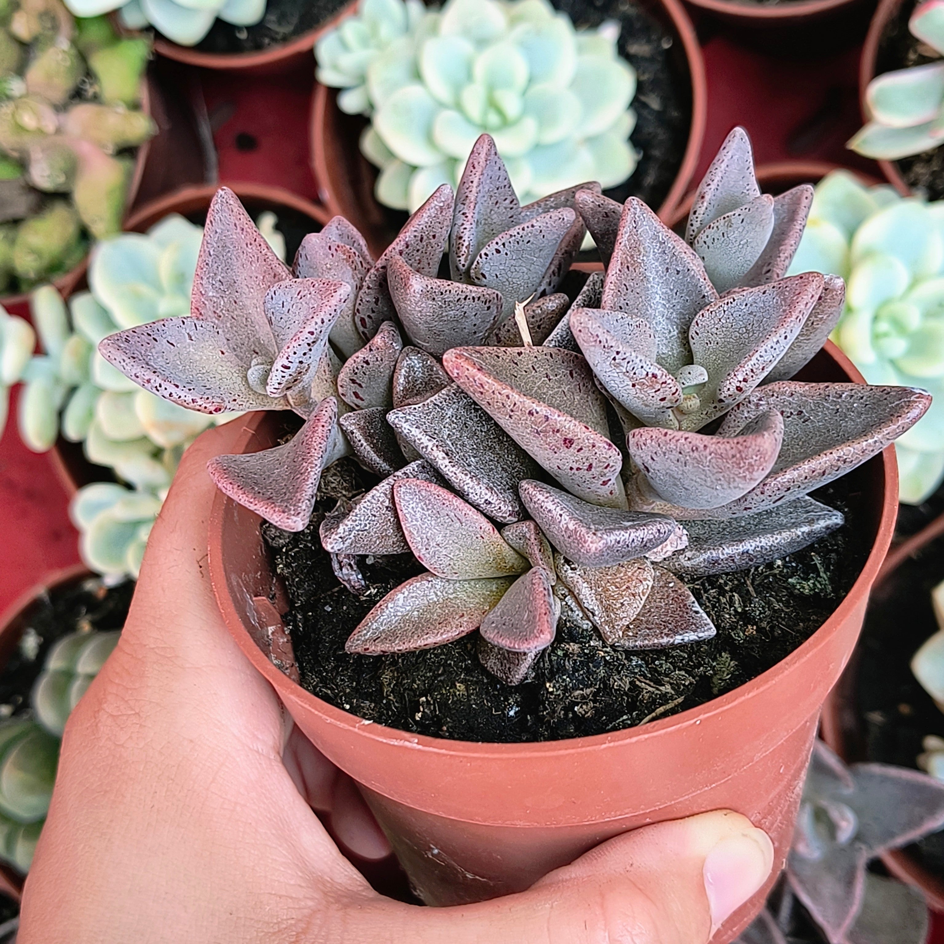 Lenophyllum guttatum