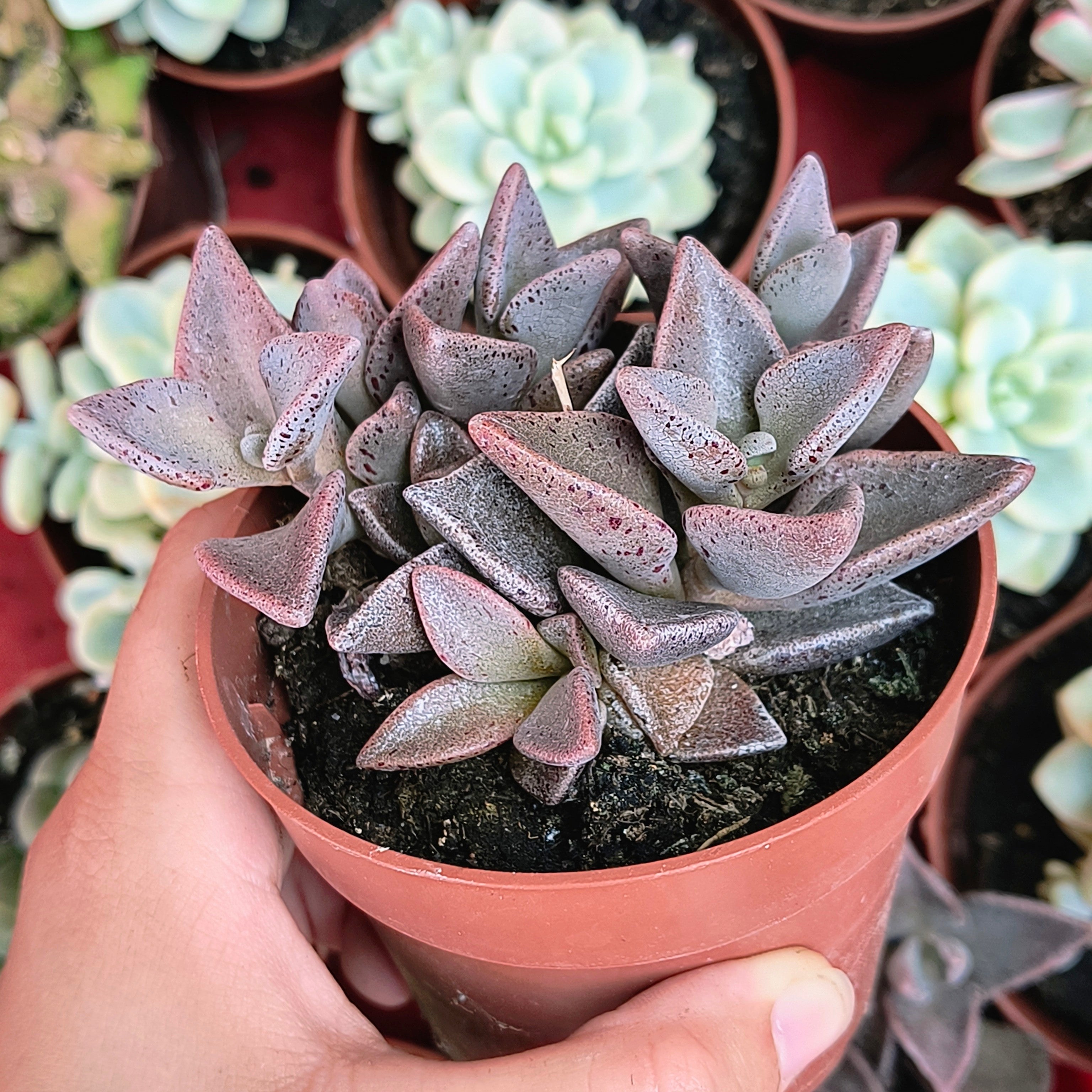 Lenophyllum guttatum