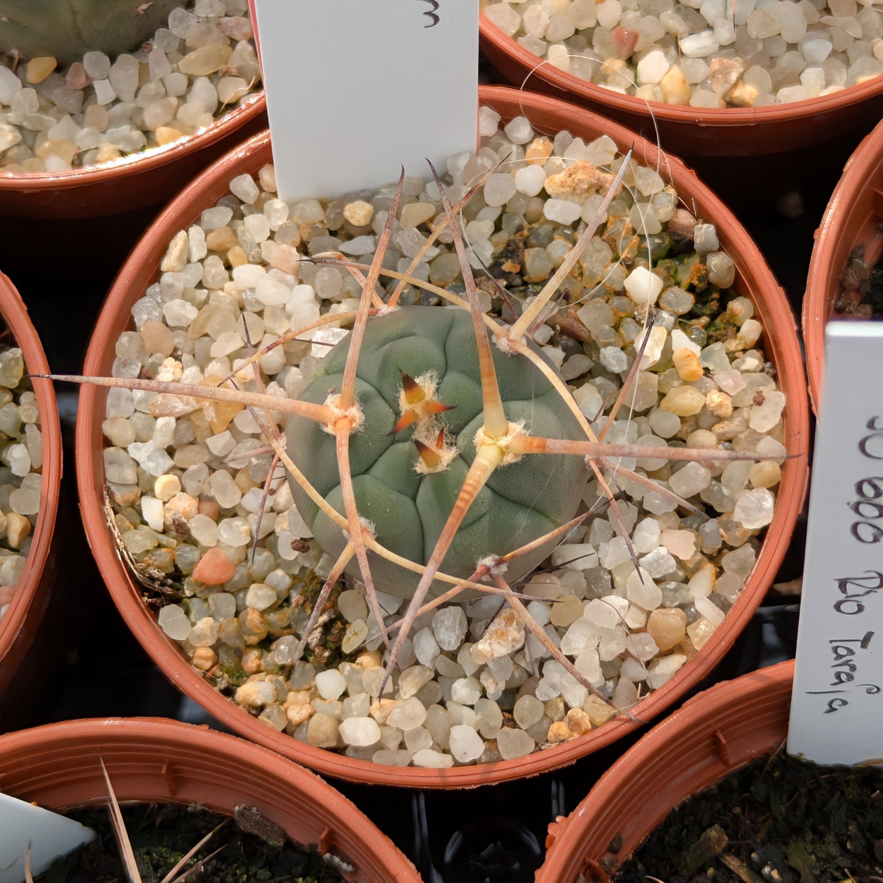 Gymnocalycium armatum MS 375 Pajchu Norte, Tarija