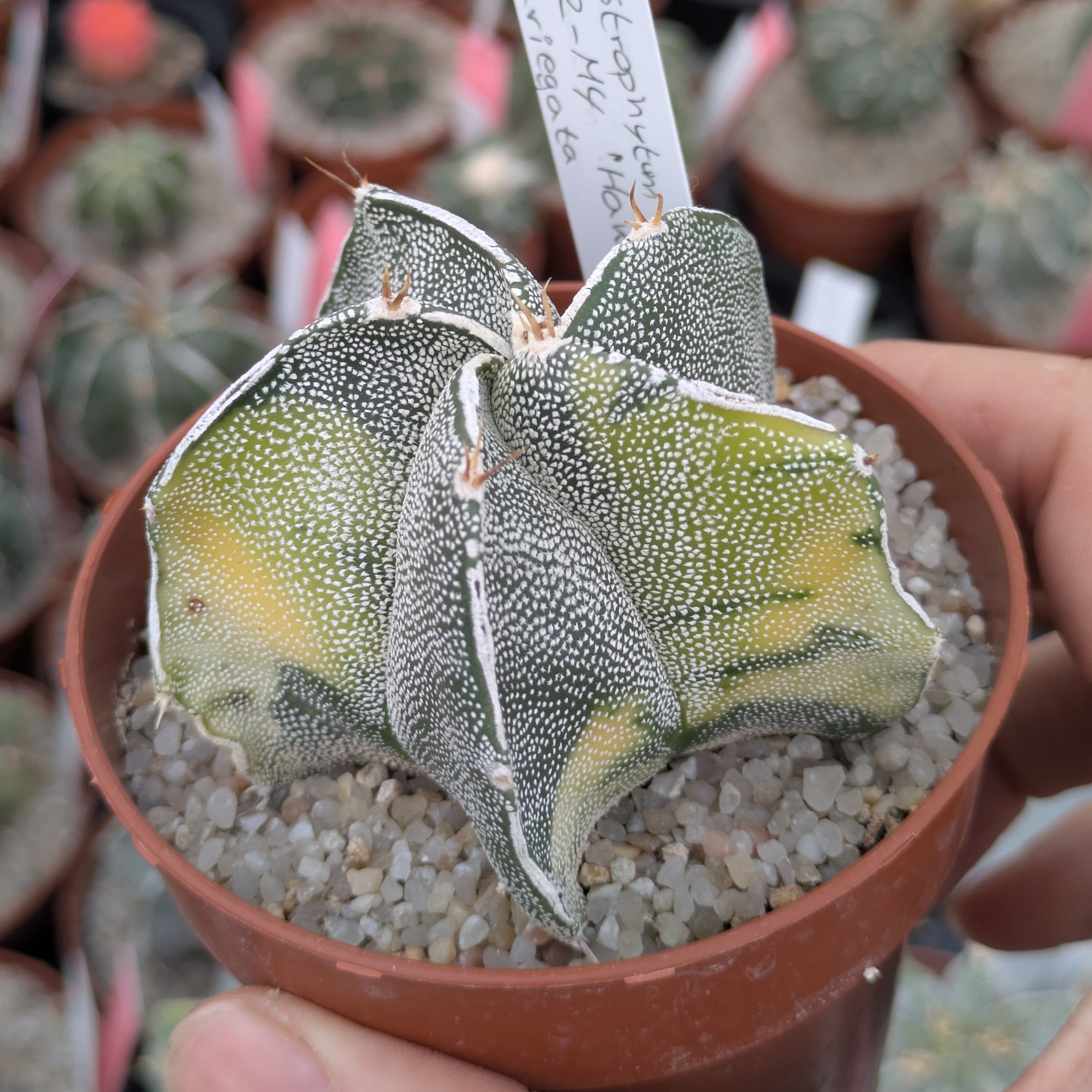 Astrophytum OR-MY "Haku-jo" f. variegata