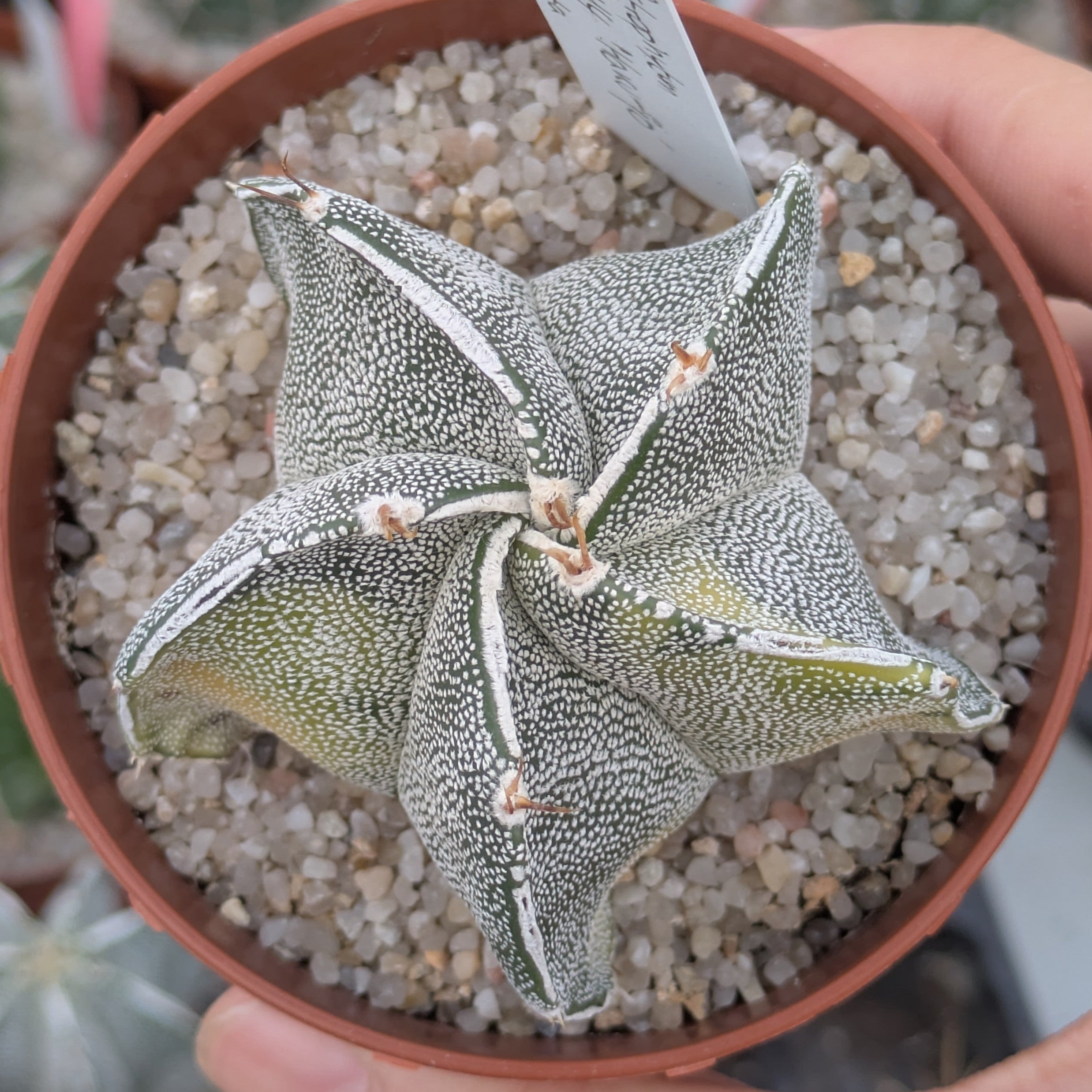Astrophytum OR-MY "Haku-jo" f. variegata