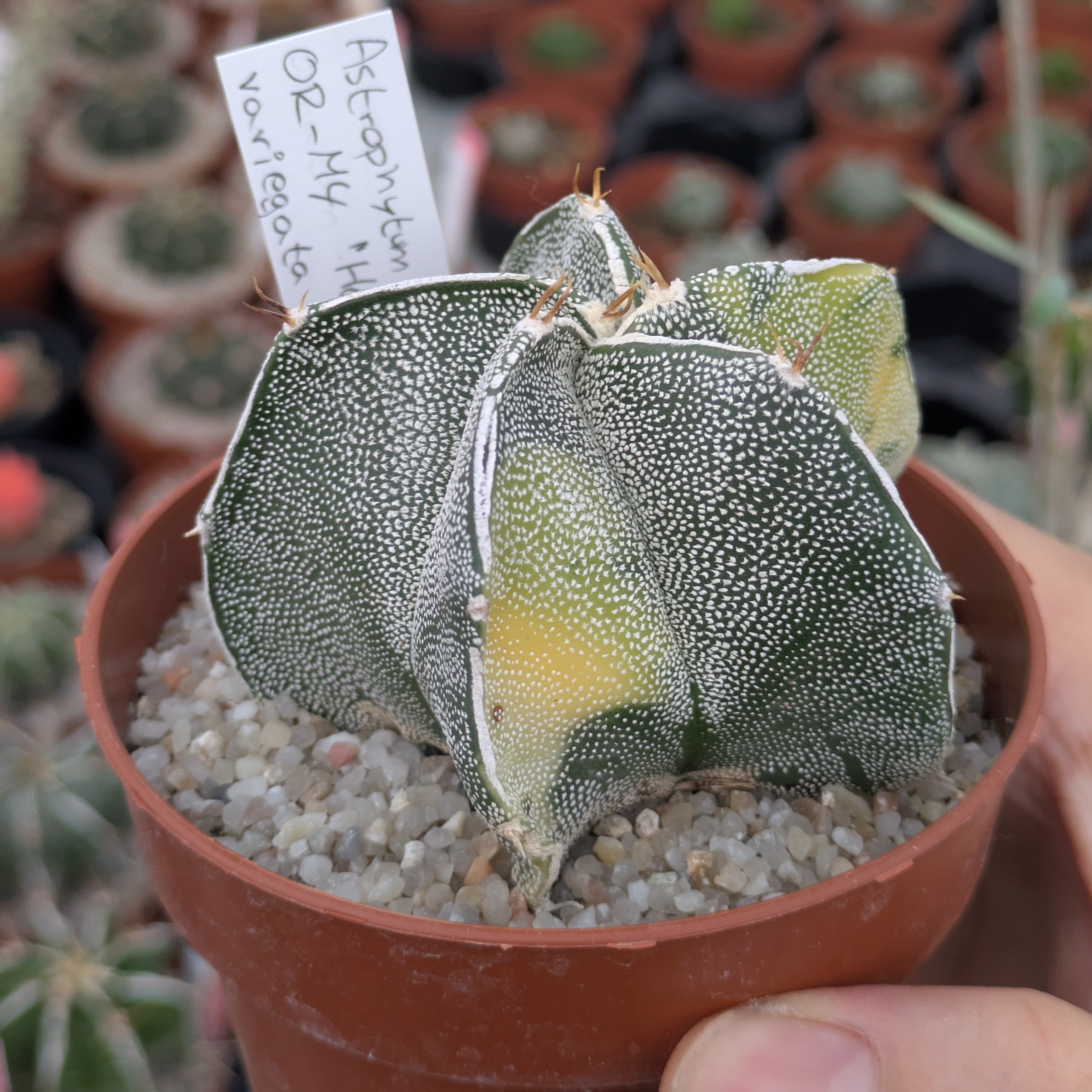 Astrophytum OR-MY "Haku-jo" f. variegata