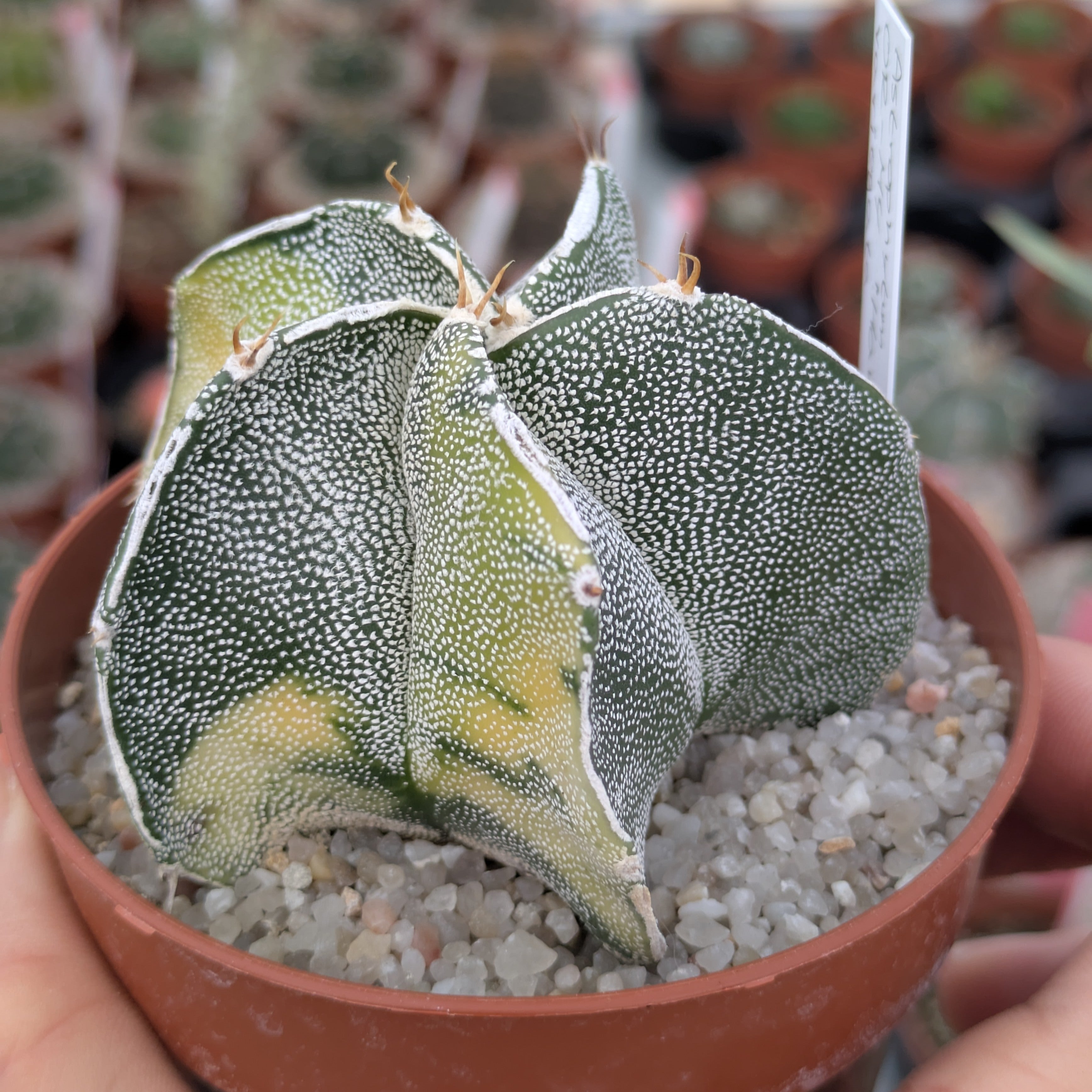 Astrophytum OR-MY "Haku-jo" f. variegata