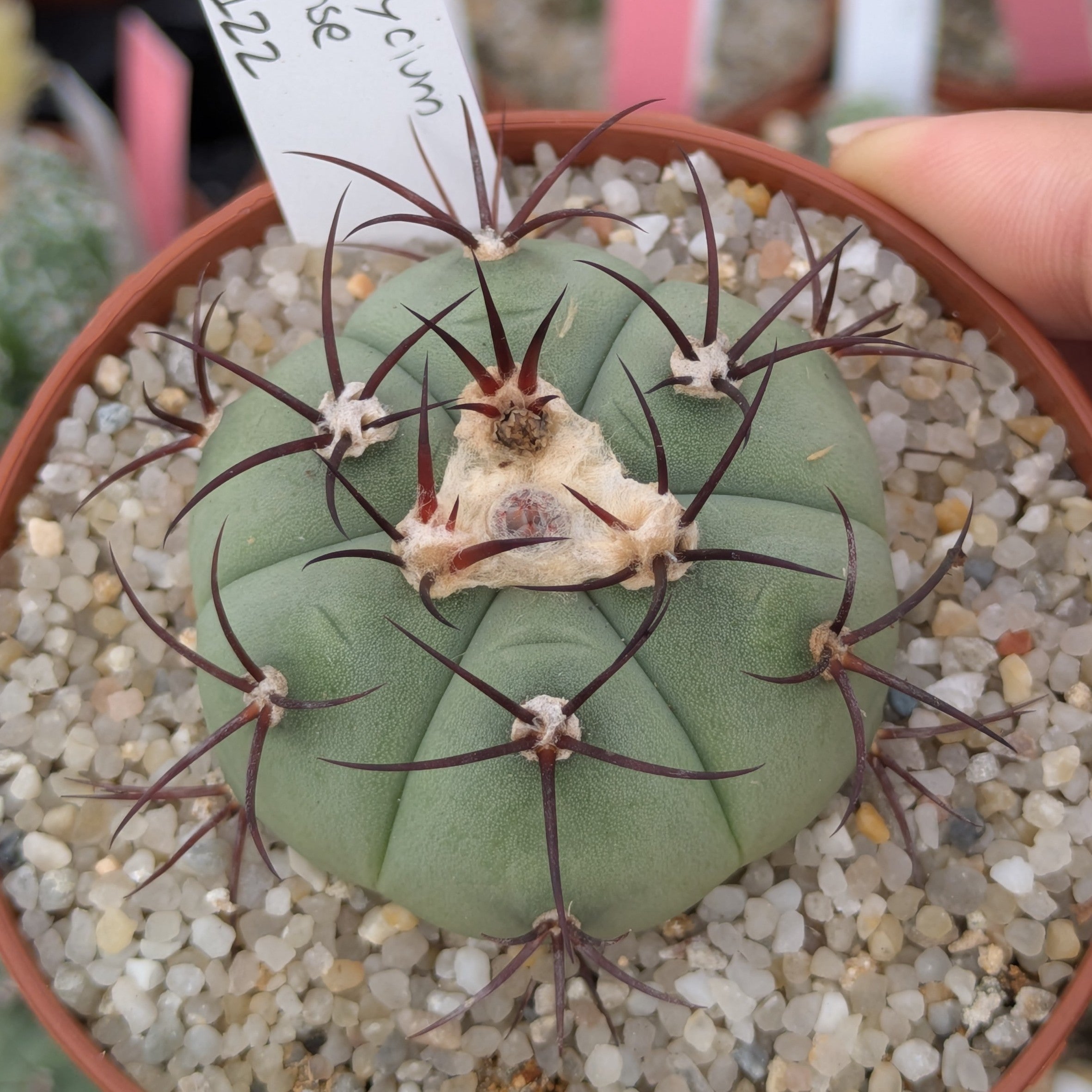 Gymnocalycium cabreraense VoS 16-2122 555m Cerro Cabrera, Alto Paraguay