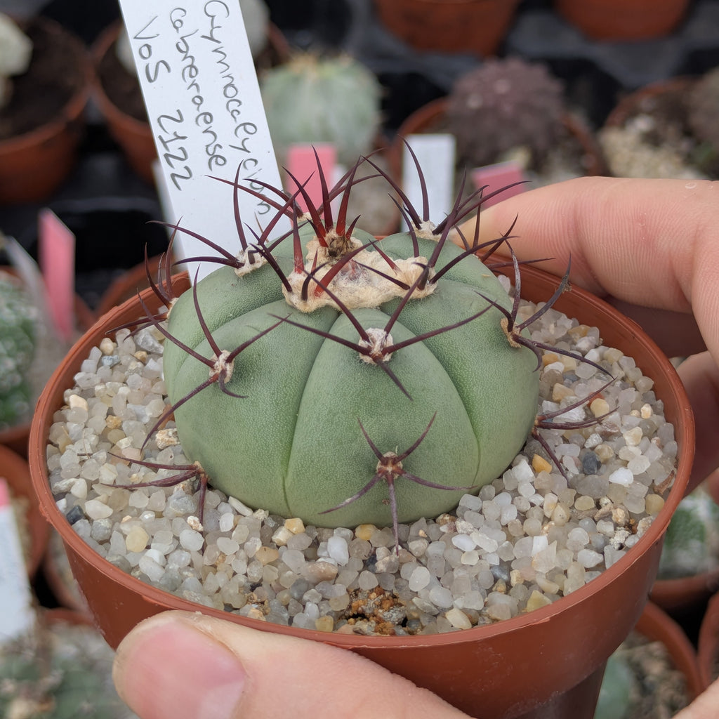 Gymnocalycium cabreraense VoS 16-2122 555m Cerro Cabrera, Alto Paraguay