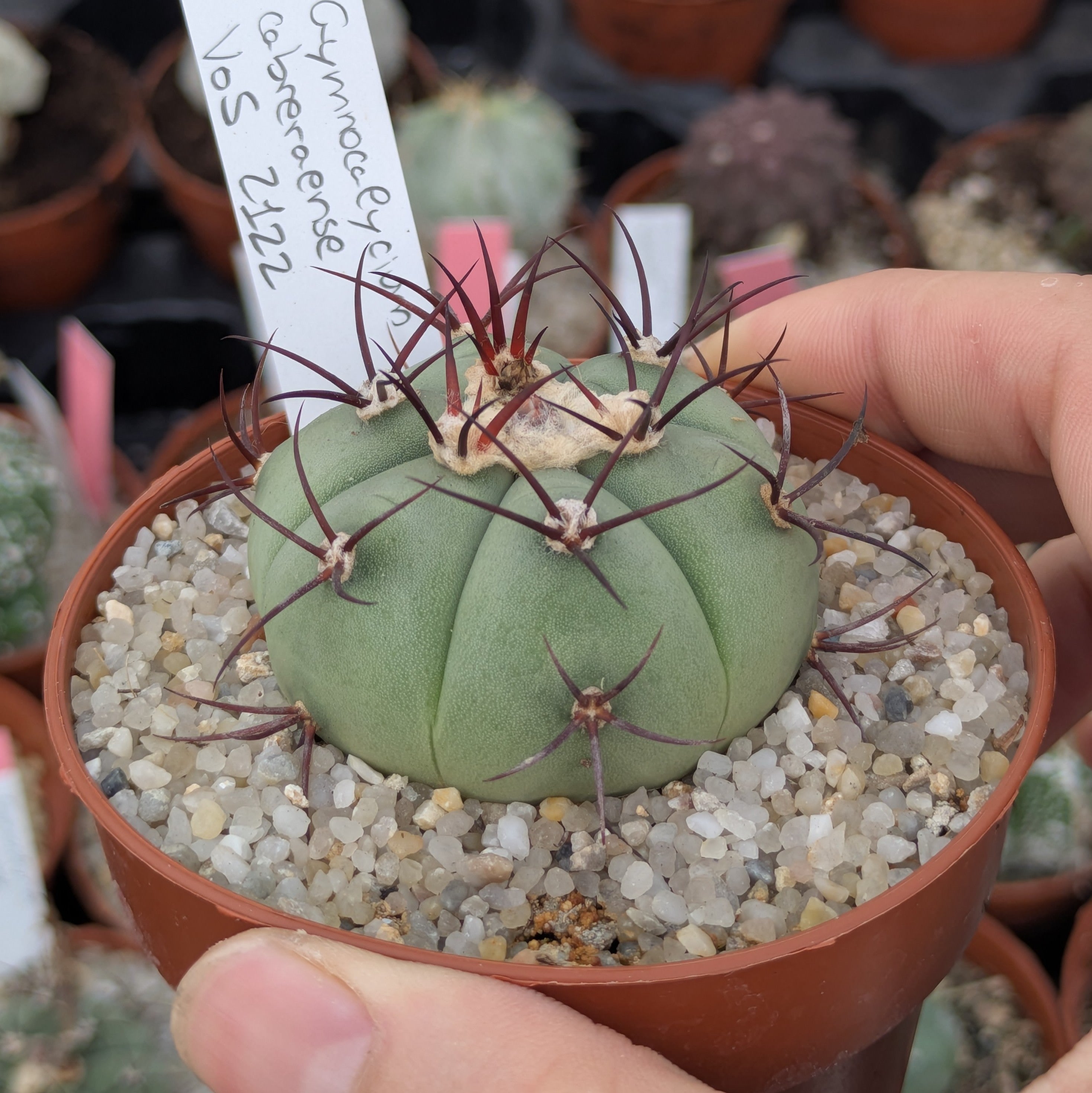 Gymnocalycium cabreraense VoS 16-2122 555m Cerro Cabrera, Alto Paraguay