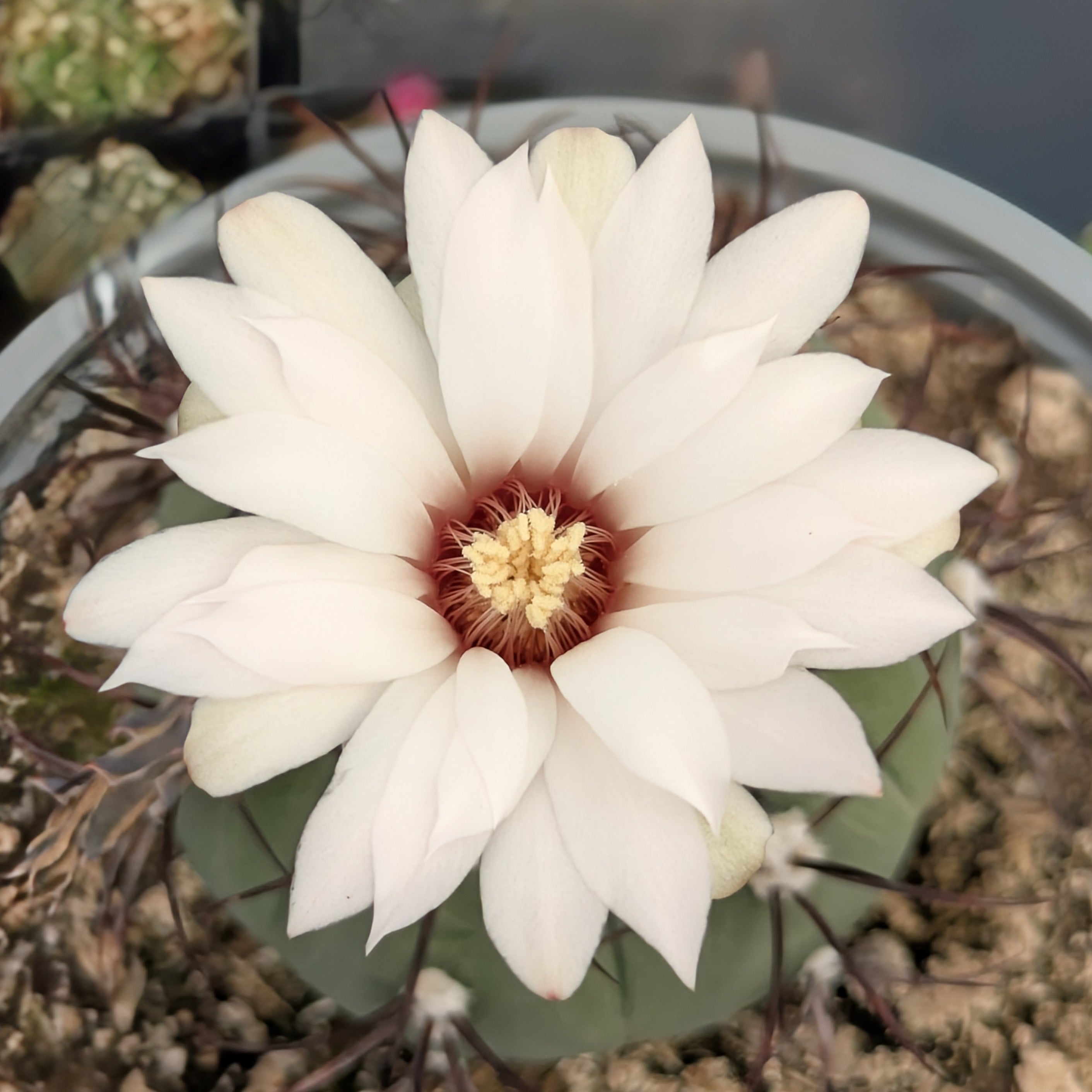 Gymnocalycium cabreraense VoS 16-2122 555m Cerro Cabrera, Alto Paraguay