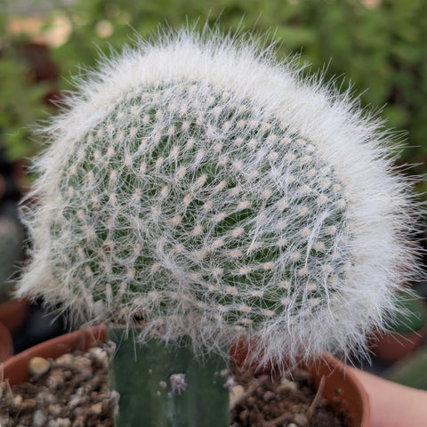 Austrocephalocereus