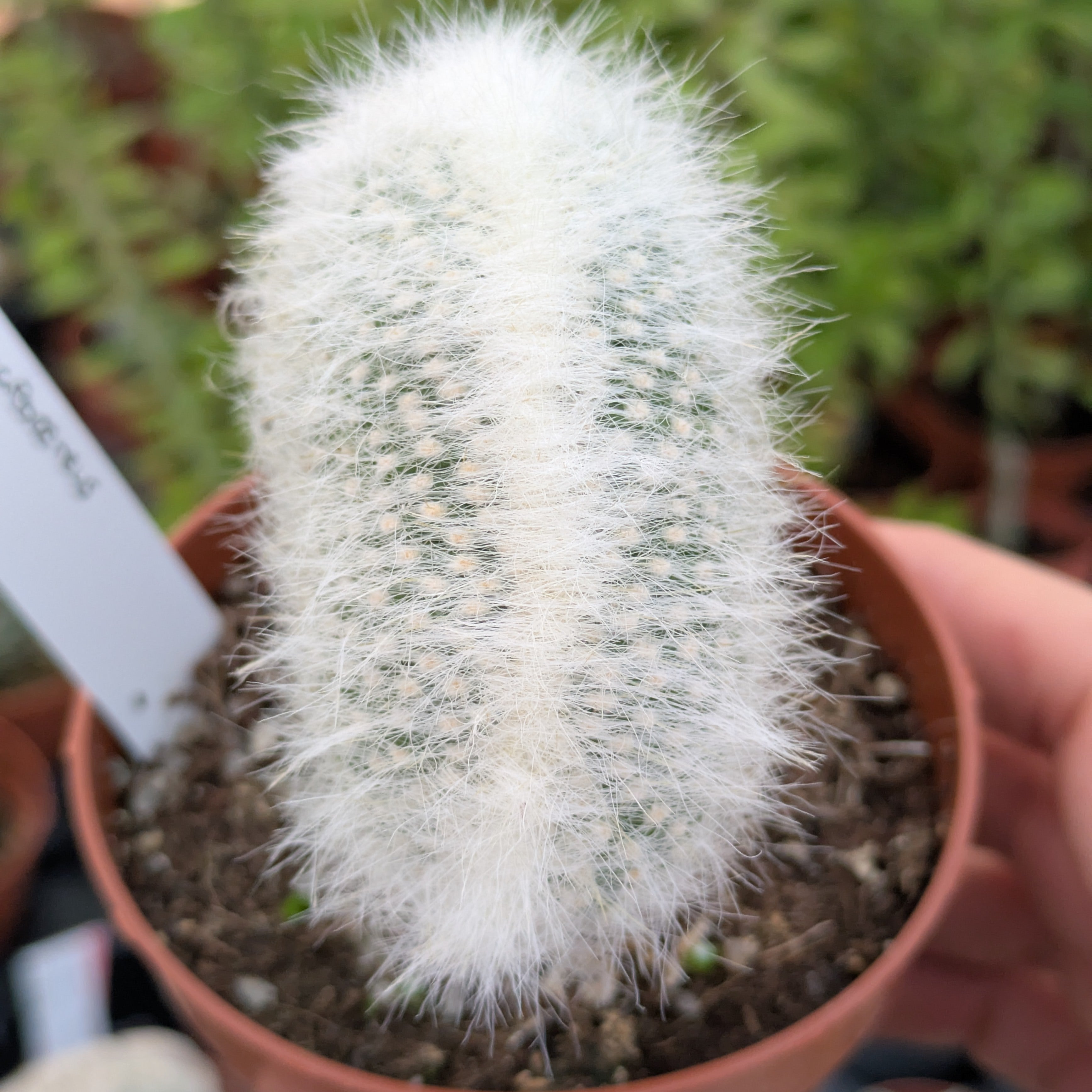 Austrocephalocereus dybowskii f. cristata