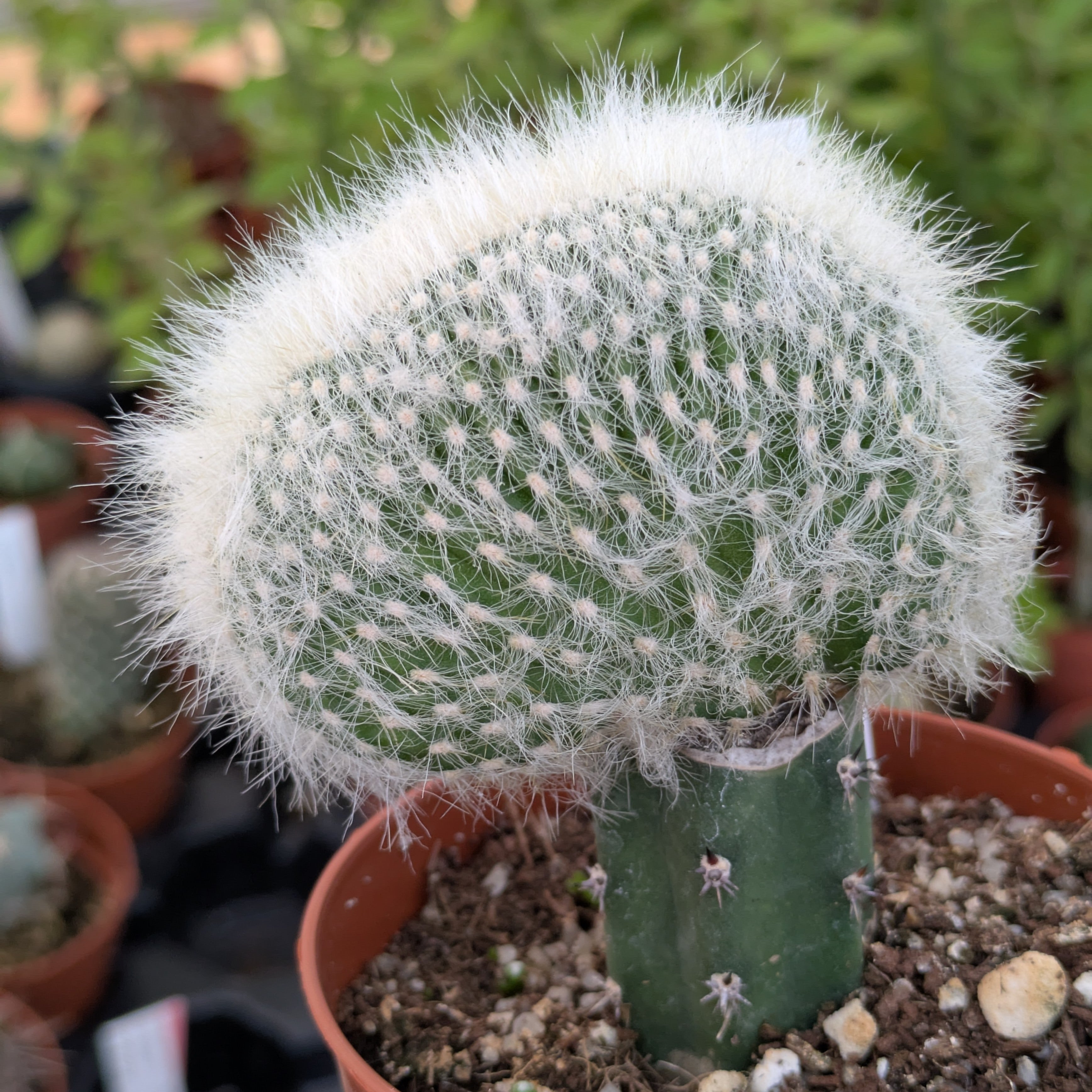 Austrocephalocereus dybowskii f. cristata