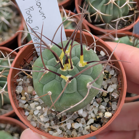 Matucana