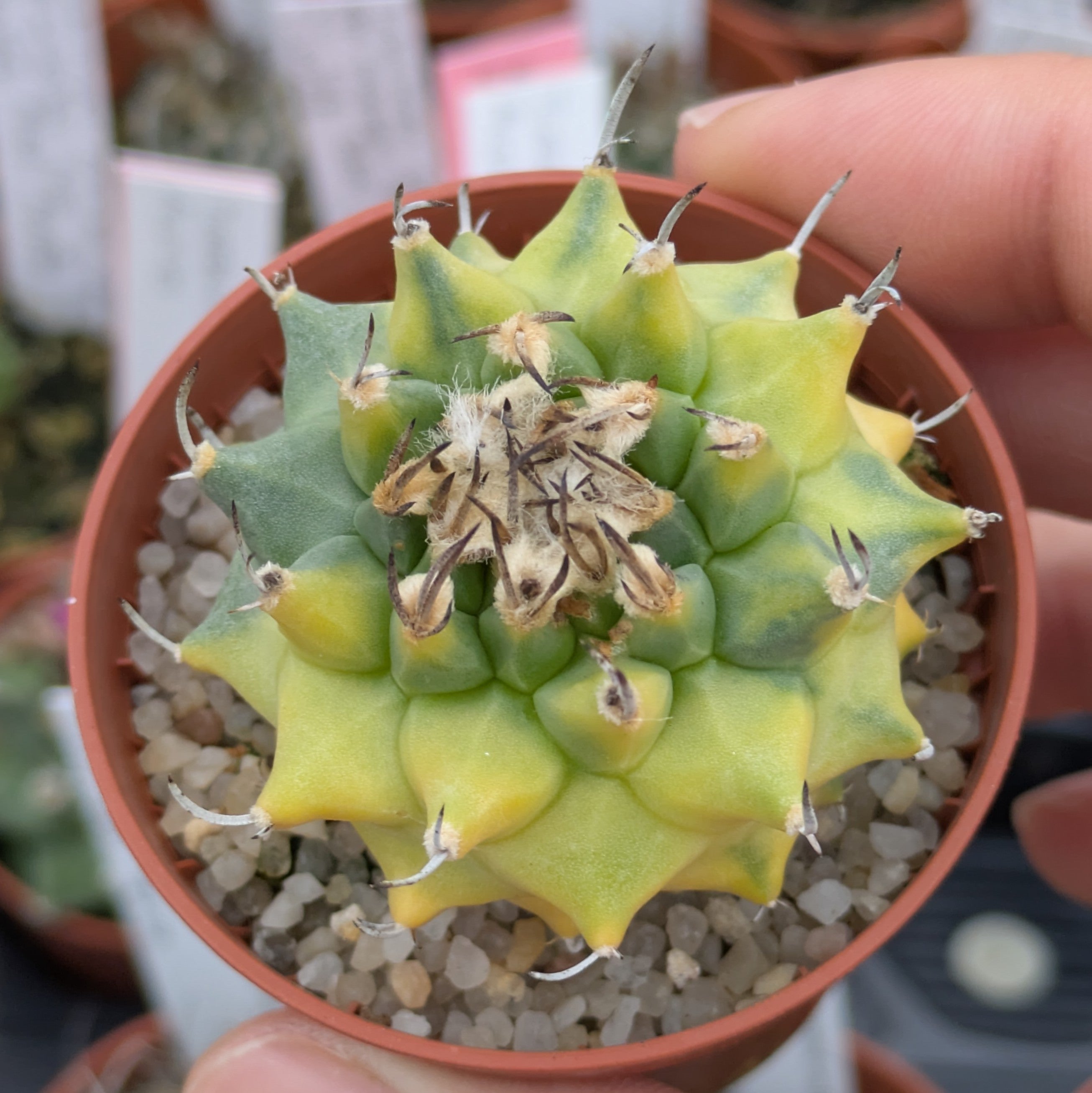Turbinicarpus híbrido x alonsoi f. variegata