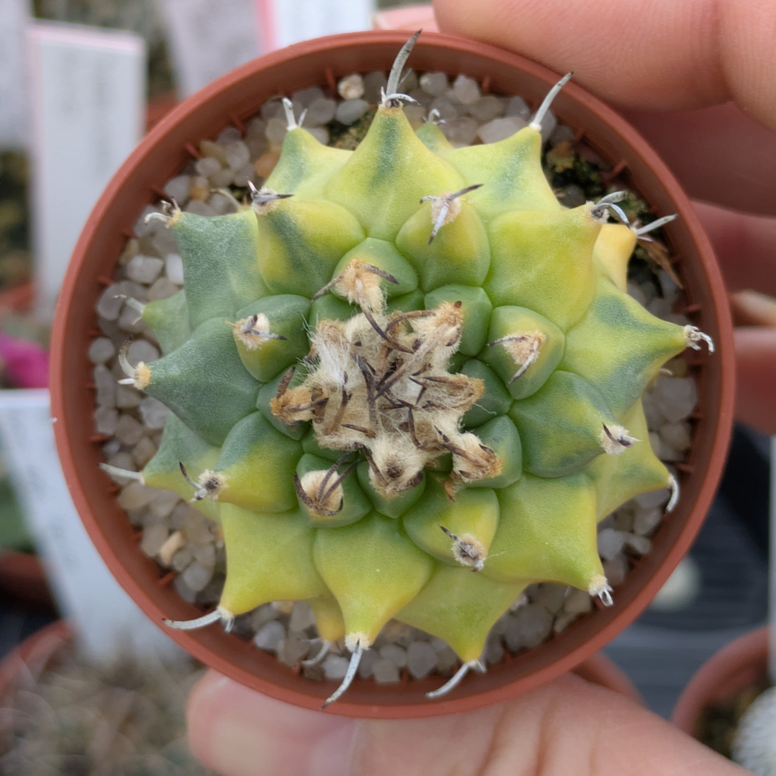 Turbinicarpus híbrido x alonsoi f. variegata