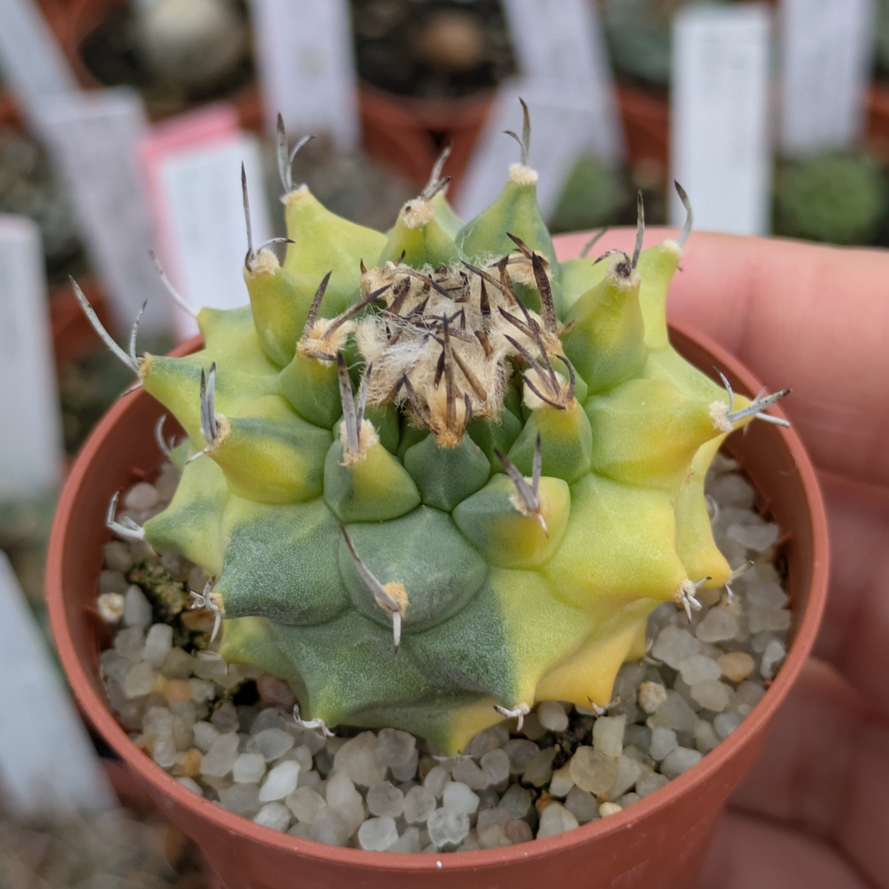 Turbinicarpus híbrido x alonsoi f. variegata