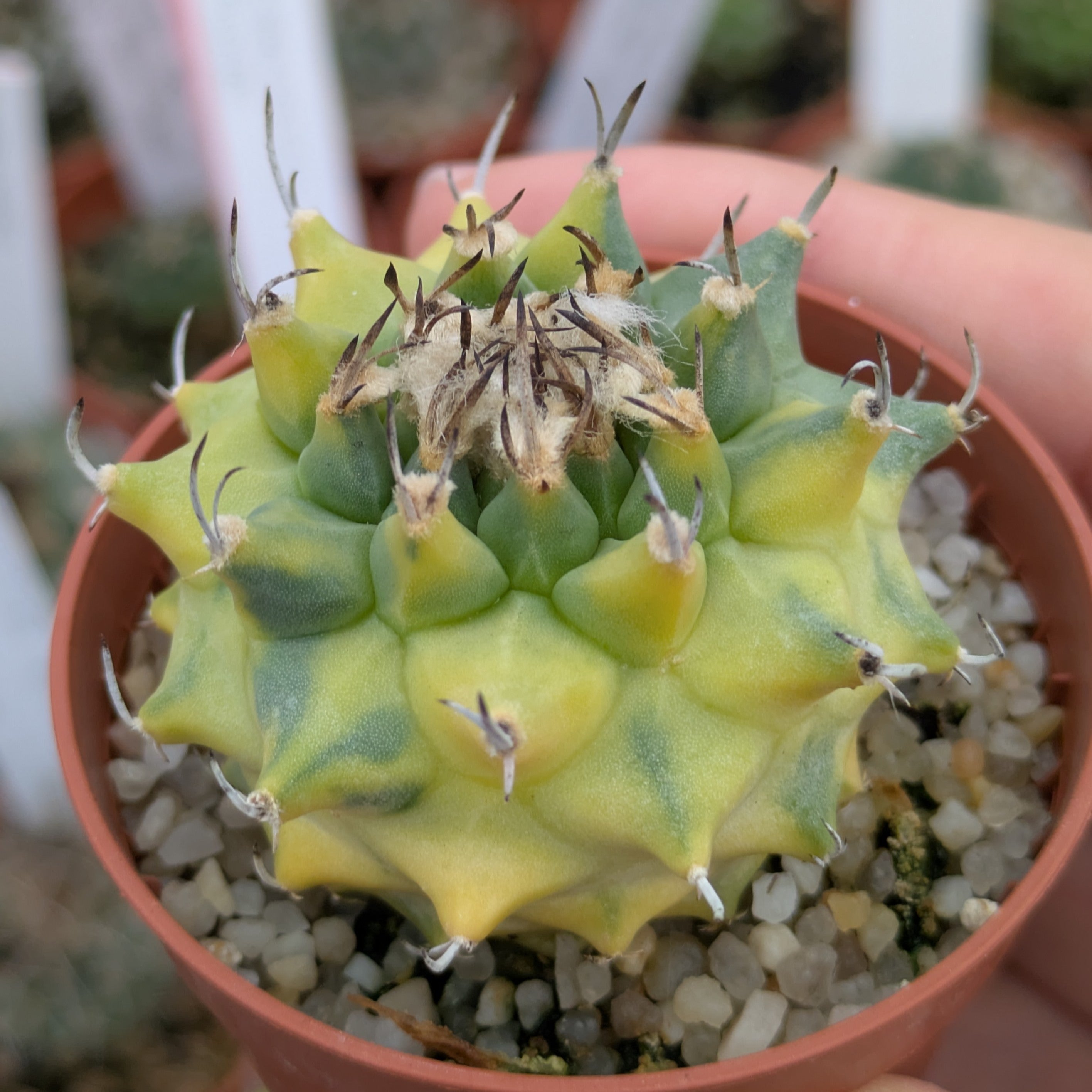 Turbinicarpus híbrido x alonsoi f. variegata
