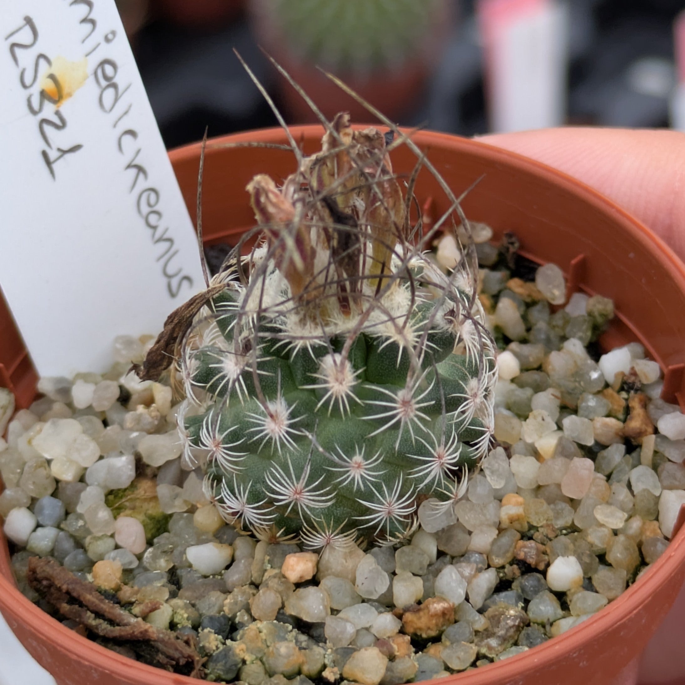 Turbinicarpus schmiedickeanus ssp. dickisoniae RS 321, Aramberri a Lampacitos, Nuevo León
