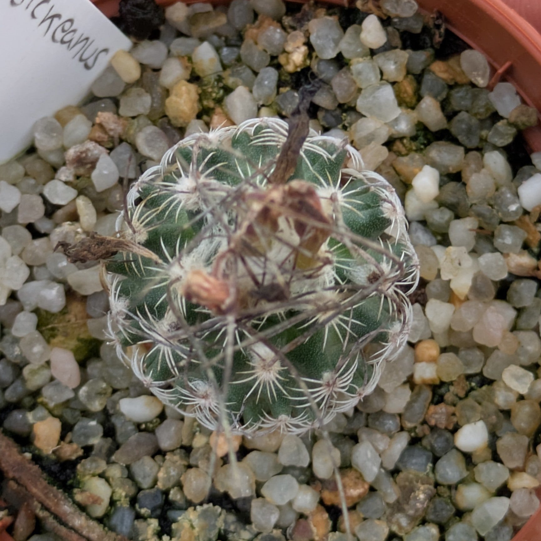 Turbinicarpus schmiedickeanus ssp. dickisoniae RS 321, Aramberri a Lampacitos, Nuevo León