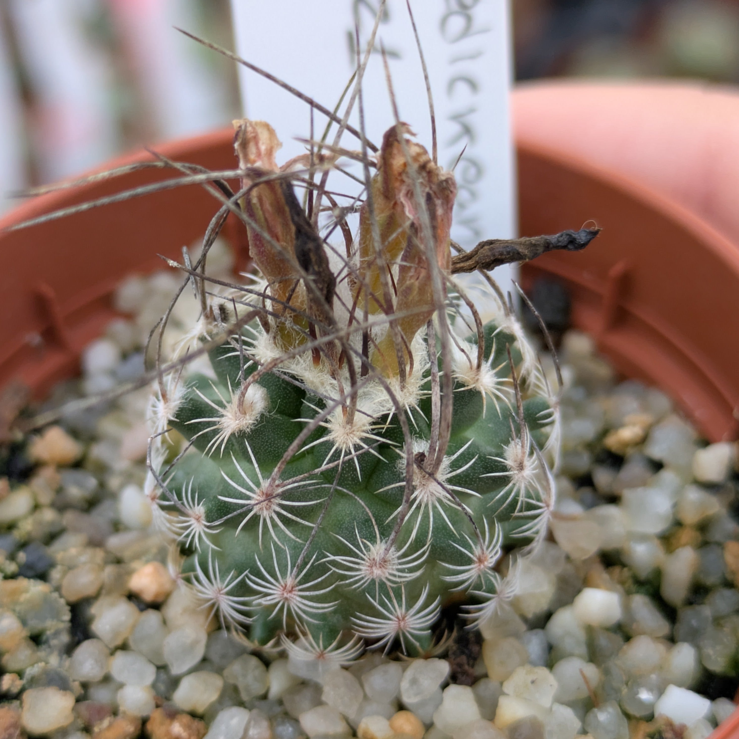 Turbinicarpus schmiedickeanus ssp. dickisoniae RS 321, Aramberri a Lampacitos, Nuevo León
