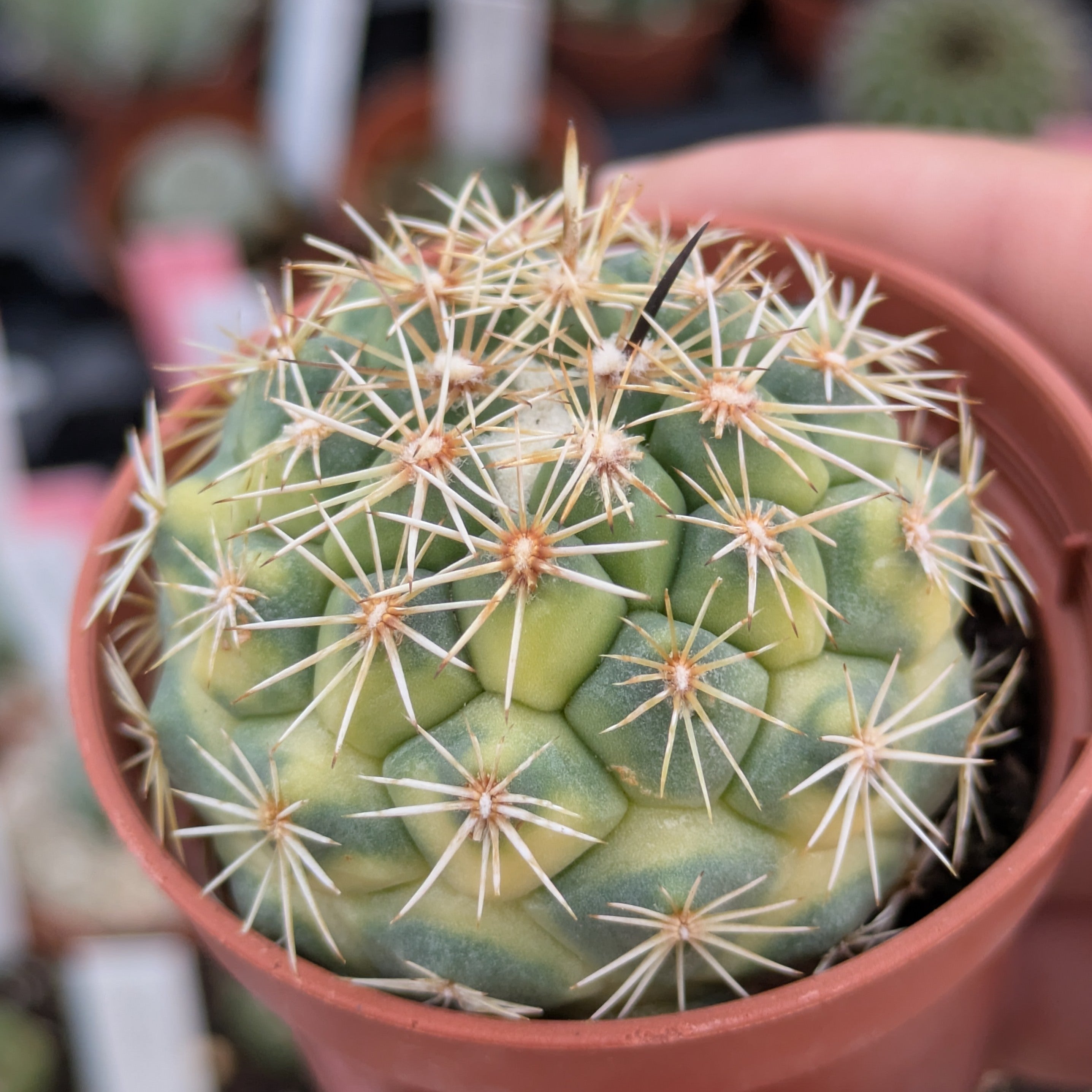 Coryphanta kracikii f. variegata EJEMPLAR
