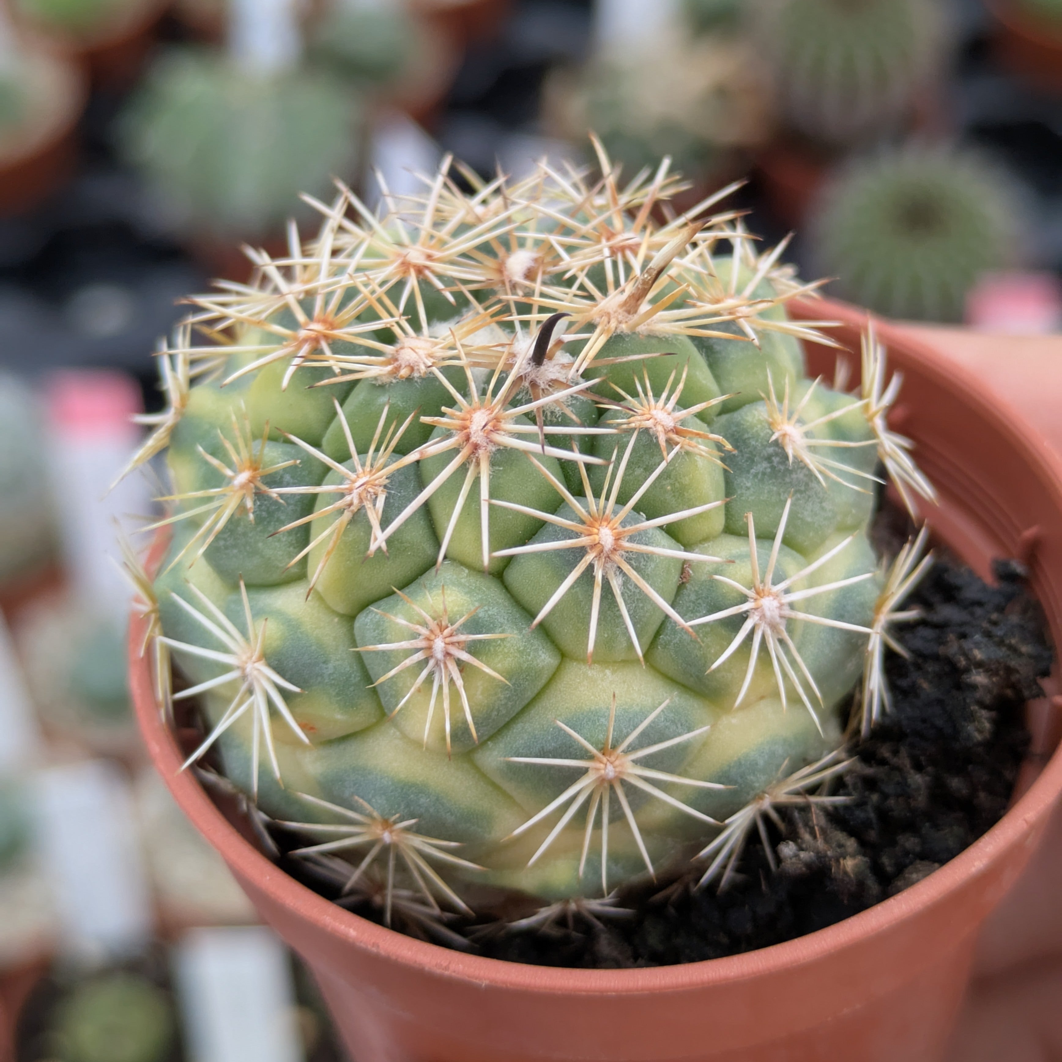 Coryphanta kracikii f. variegata EJEMPLAR