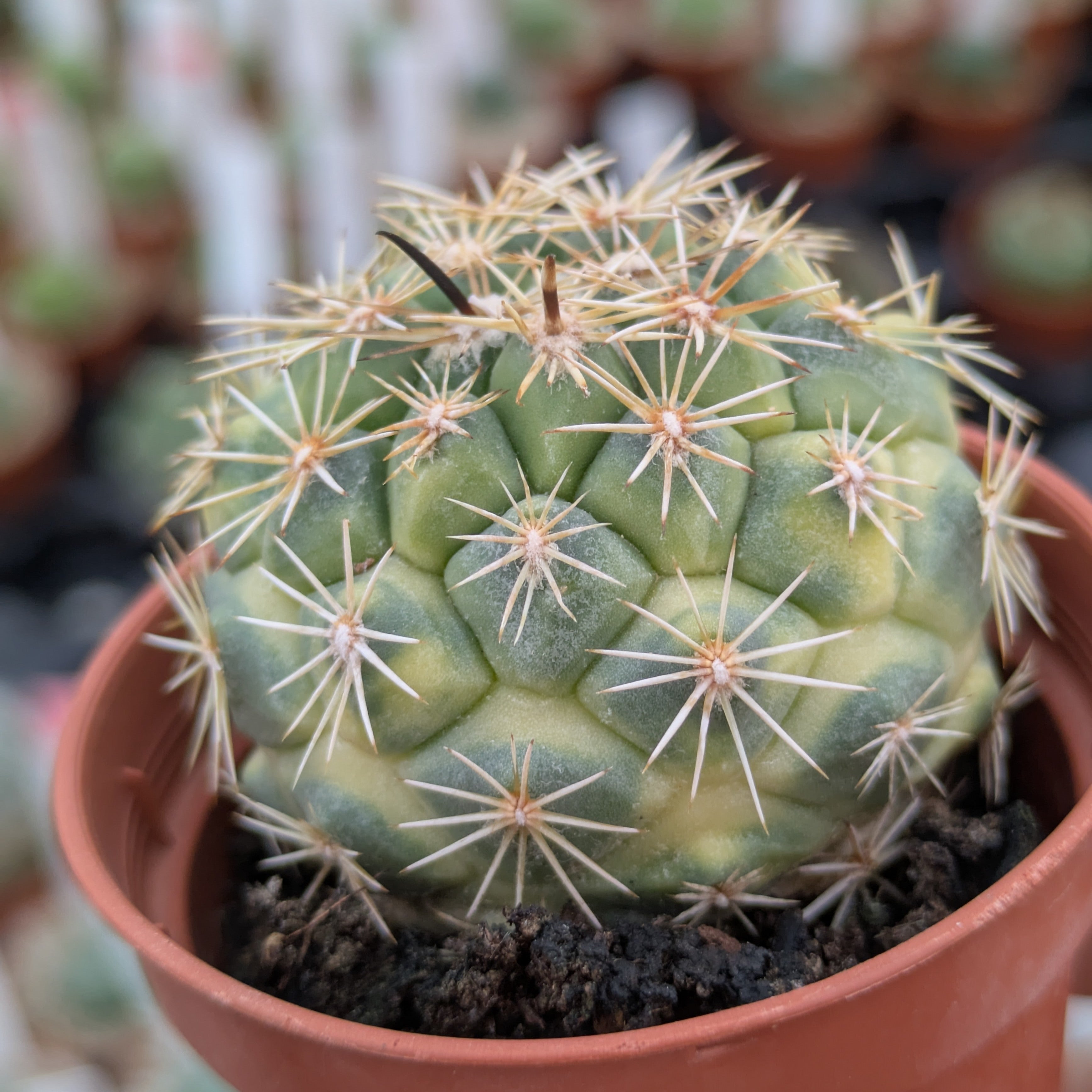Coryphanta kracikii f. variegata EJEMPLAR