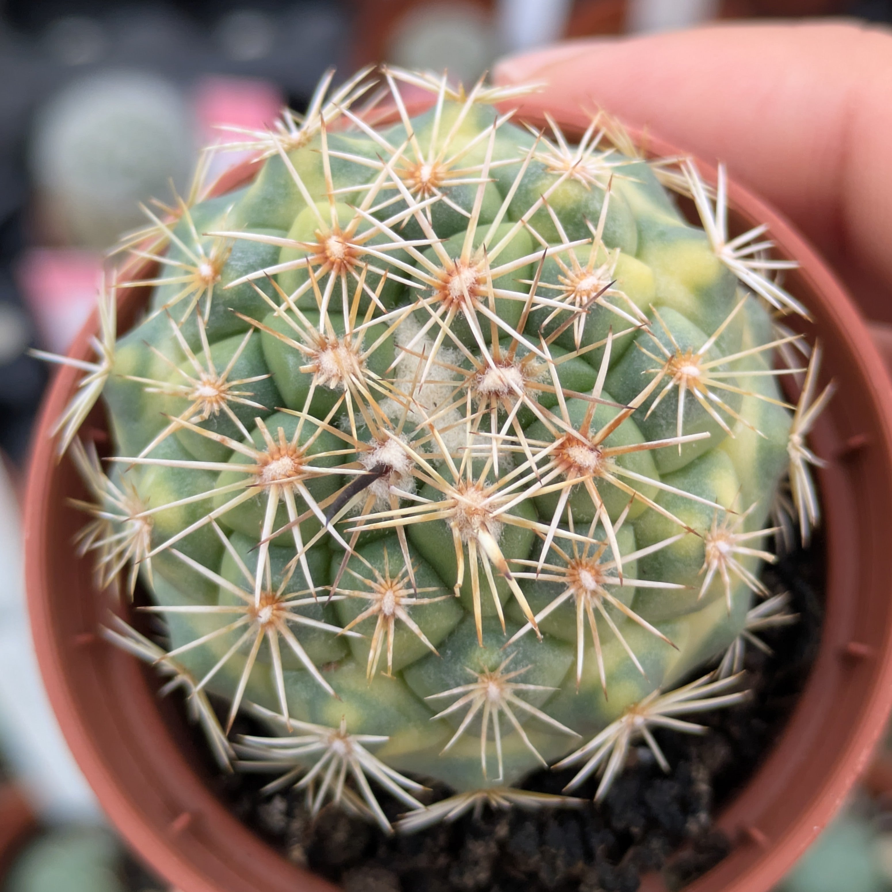 Coryphanta kracikii f. variegata EJEMPLAR