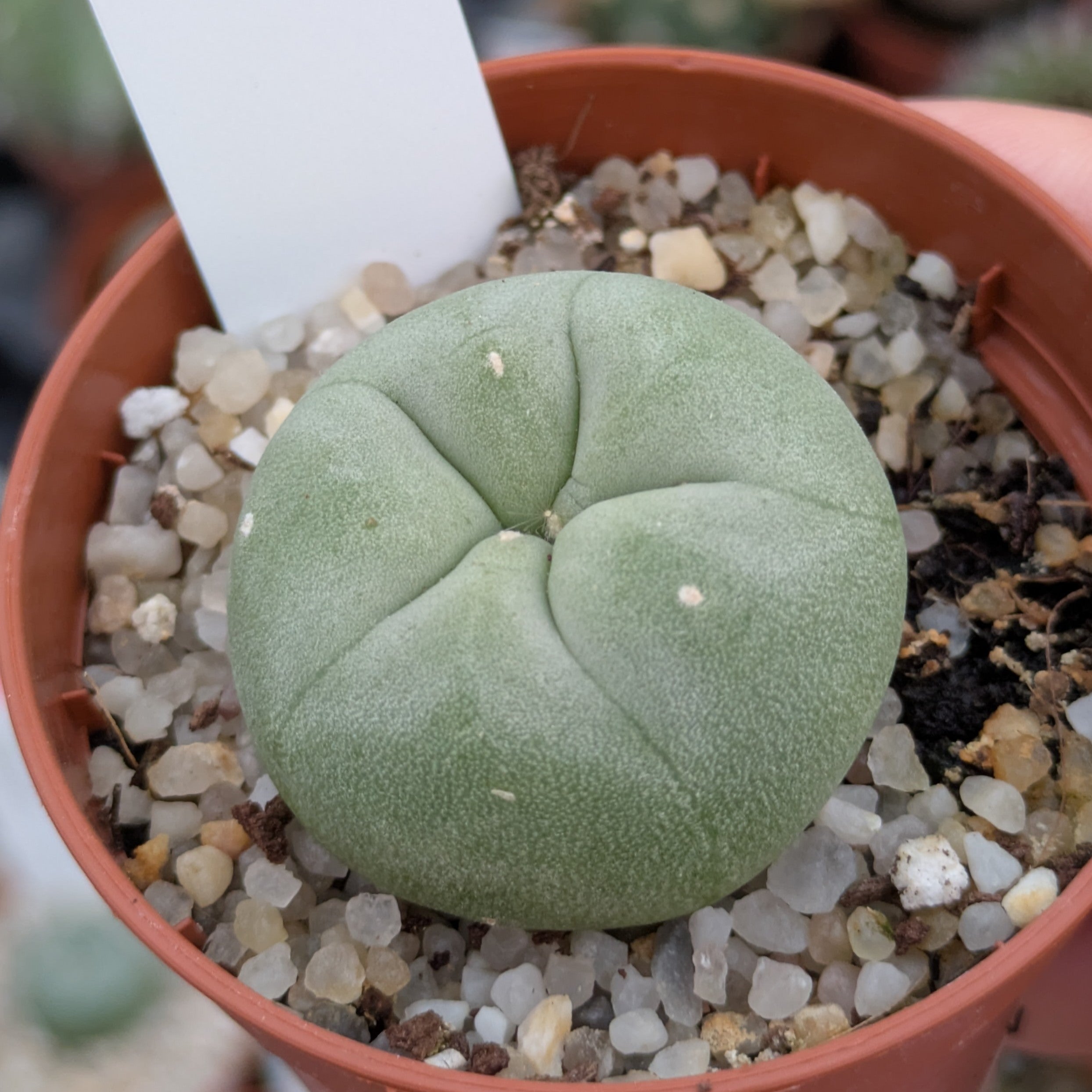 Lophophora diffusa RS 476, km 109 Ruta 120, Querétaro