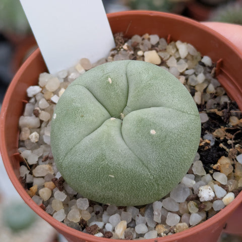 Lophophora