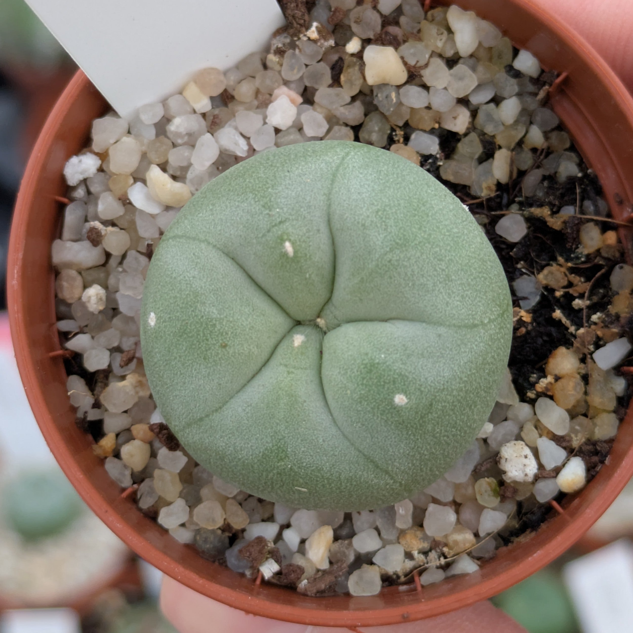 Lophophora diffusa RS 476, km 109 Ruta 120, Querétaro