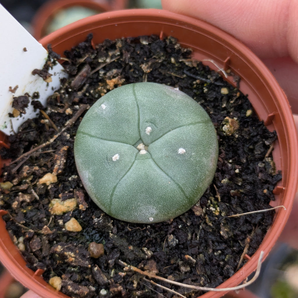Lophophora williamsii