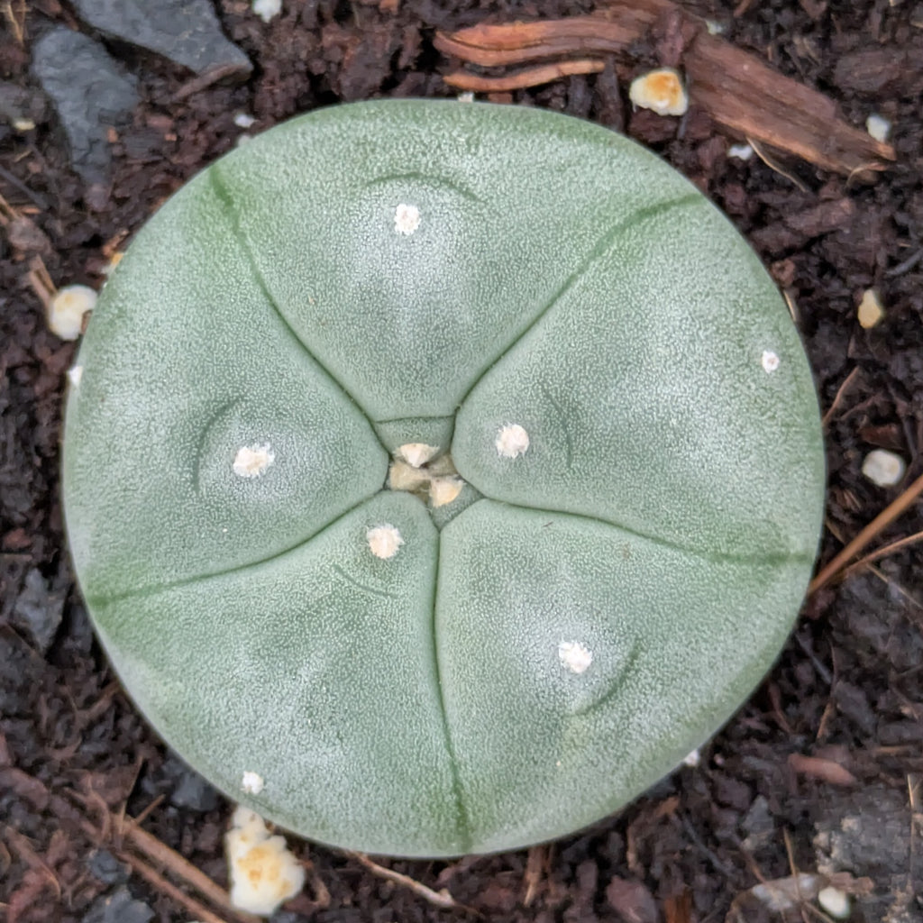 Lophophora williamsii