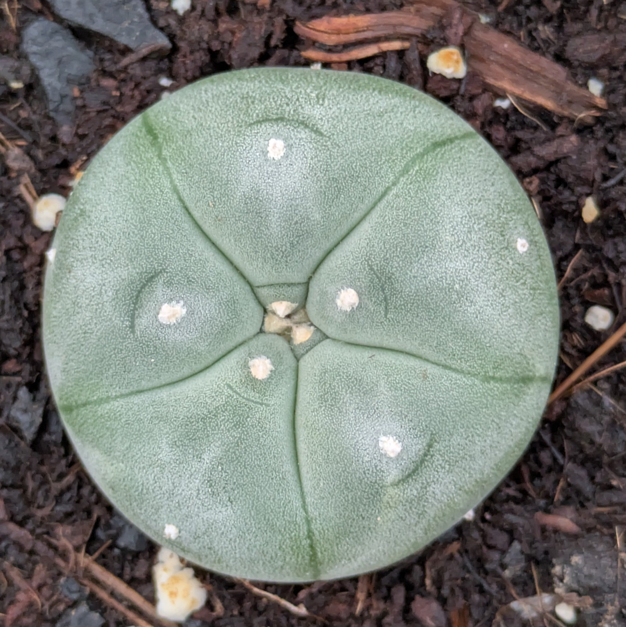 Lophophora williamsii
