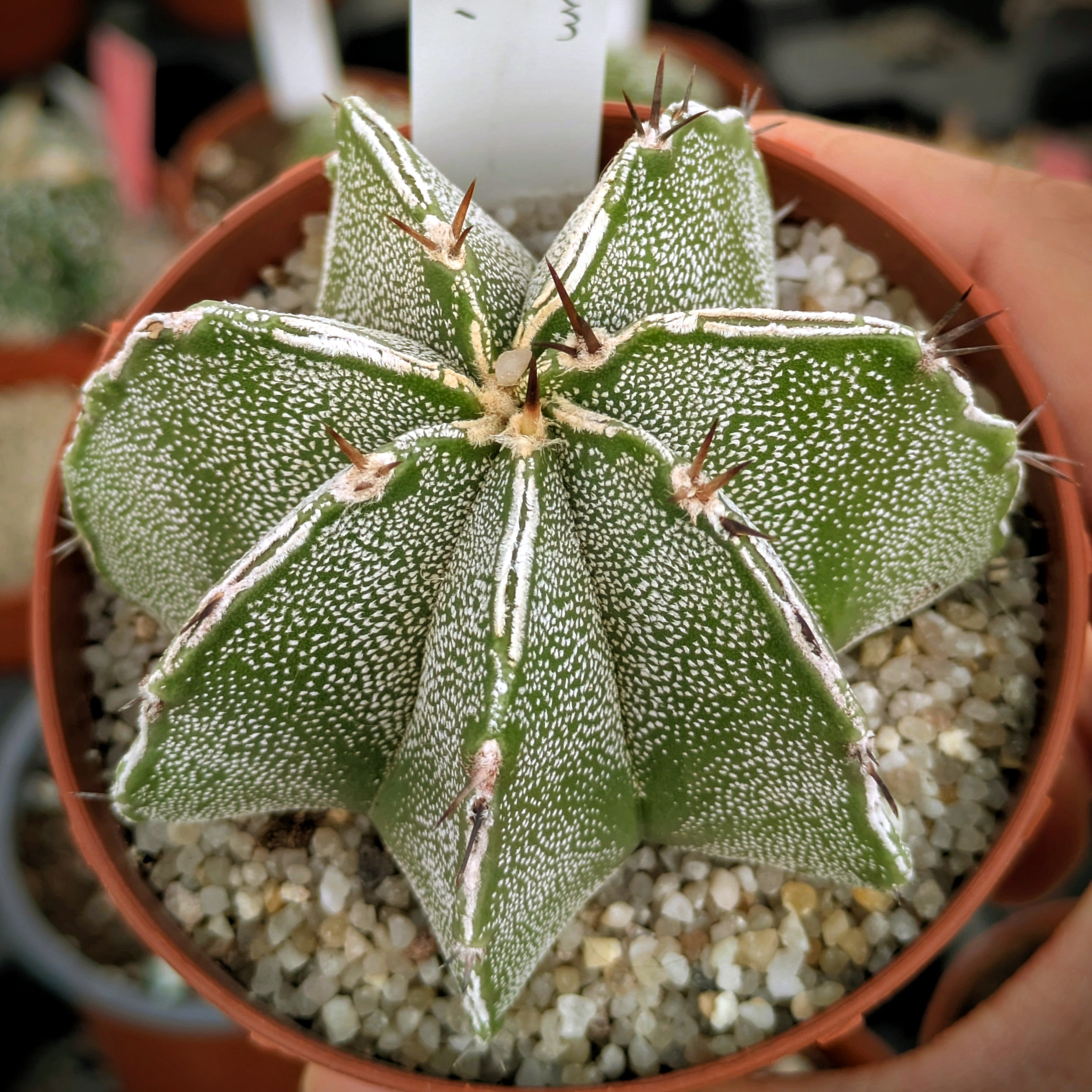 Astrophytum híbrido OR-MY "Haku-jo double line"