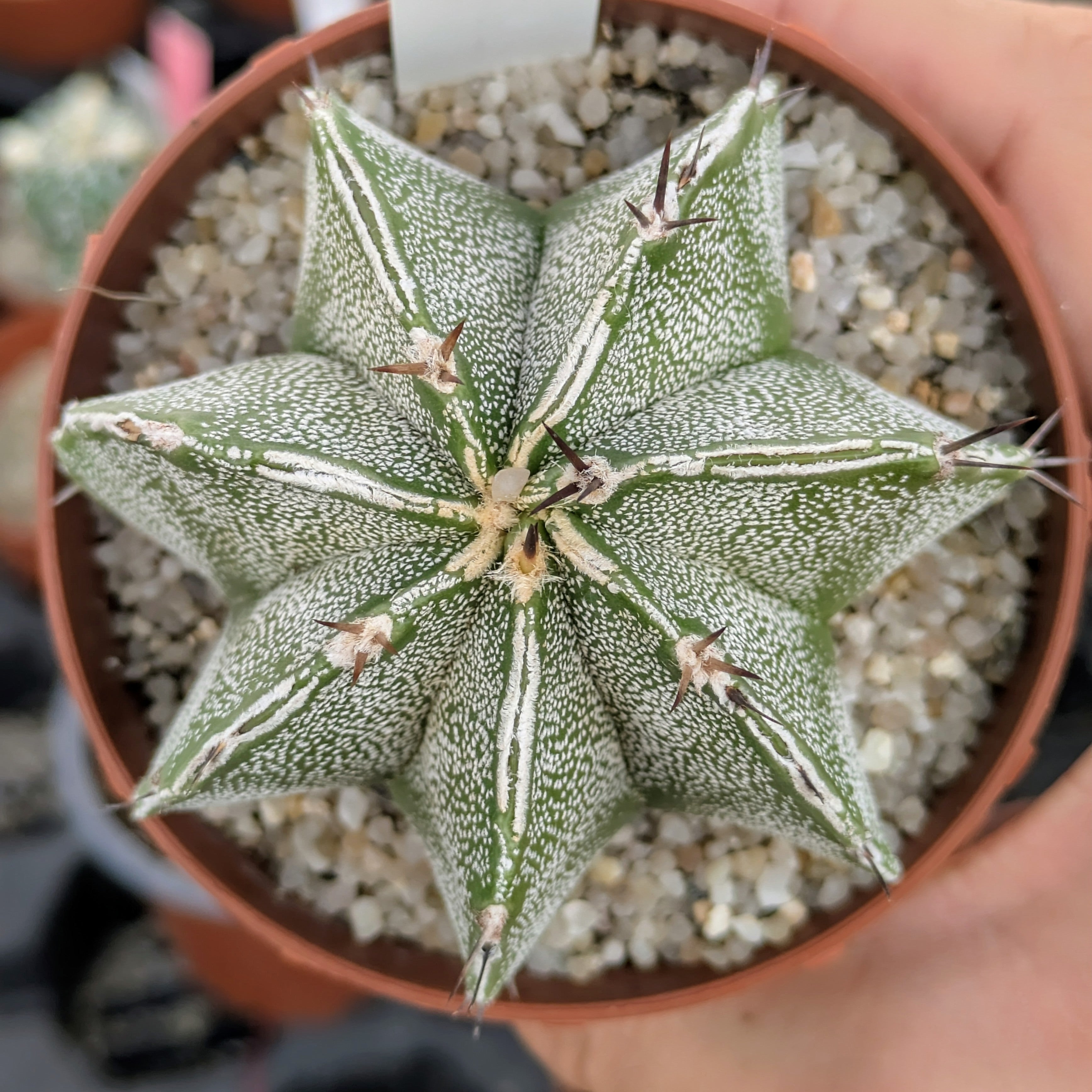 Astrophytum híbrido OR-MY "Haku-jo double line"
