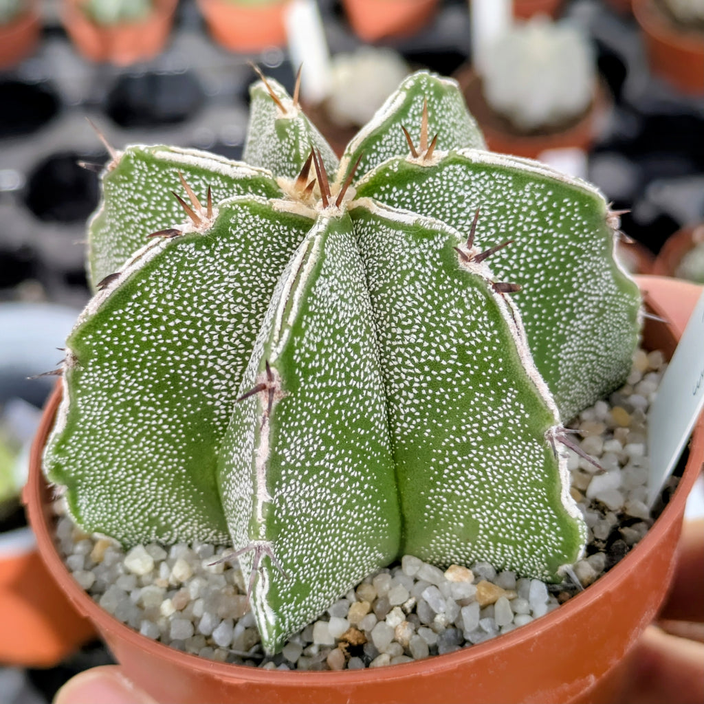 Astrophytum híbrido OR-MY "Haku-jo double line"
