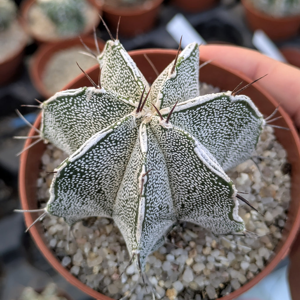 Astrophytum híbrido OR-MY "Haku-jo"