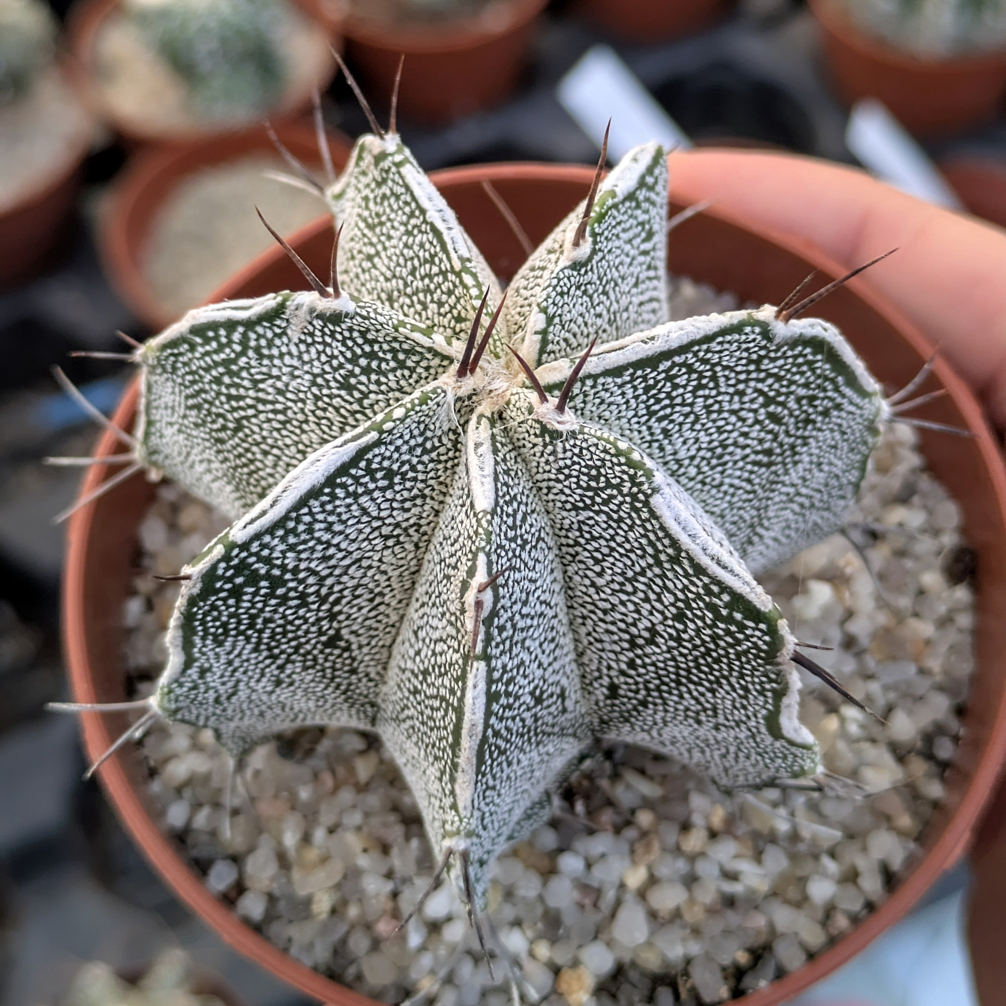 Astrophytum híbrido OR-MY "Haku-jo"