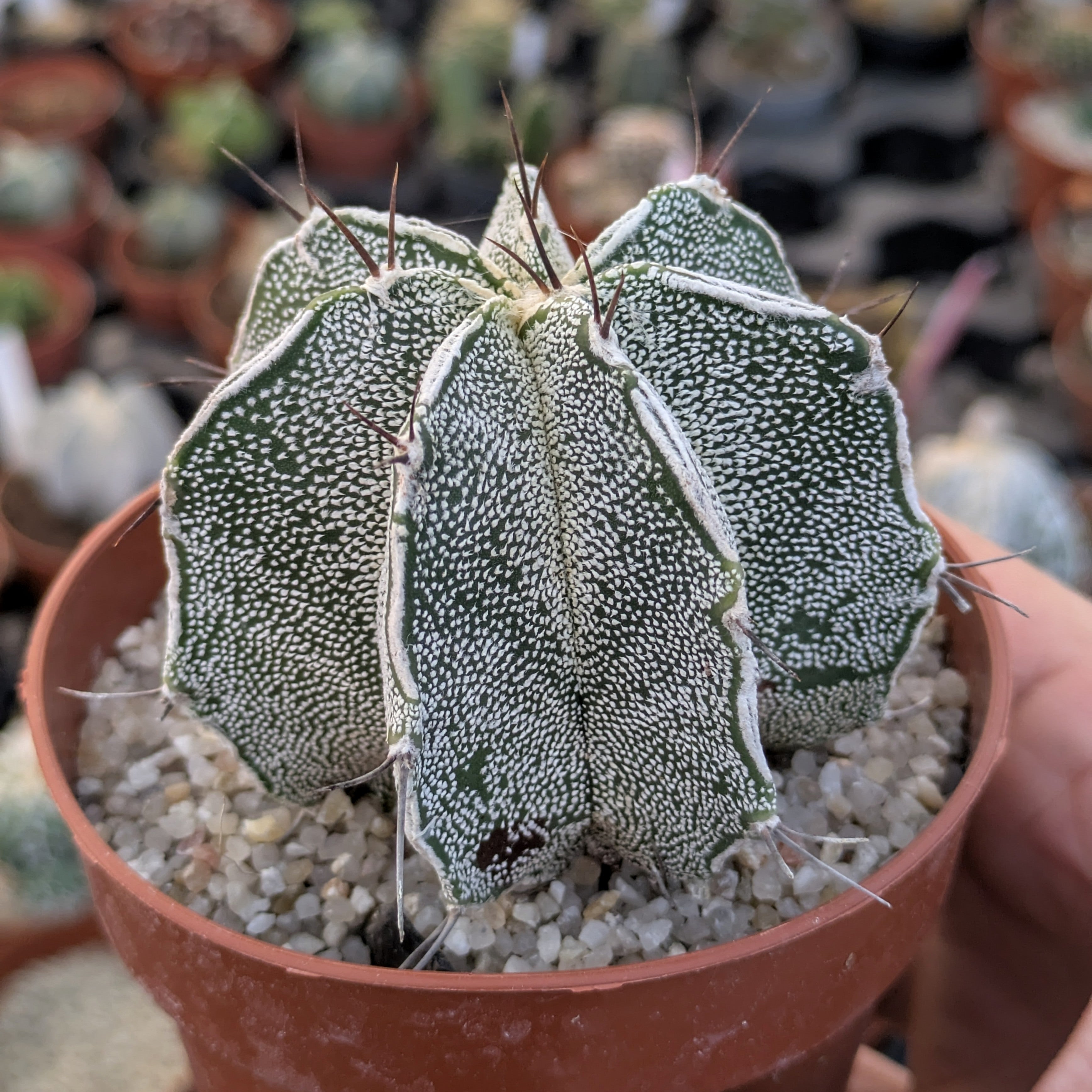 Astrophytum híbrido OR-MY "Haku-jo"