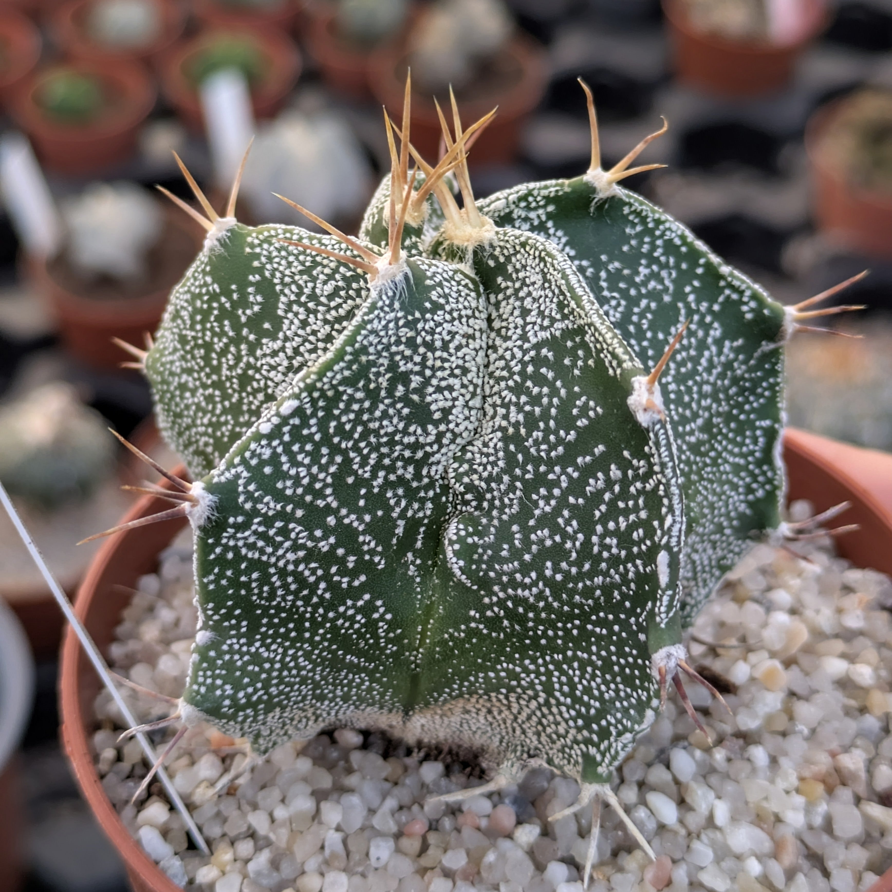 Astrophytum OR-MY "5 ribs"