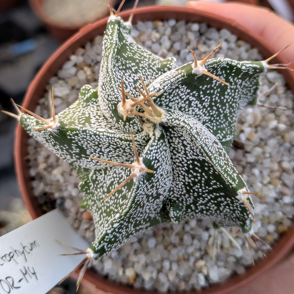 Astrophytum OR-MY "5 ribs"