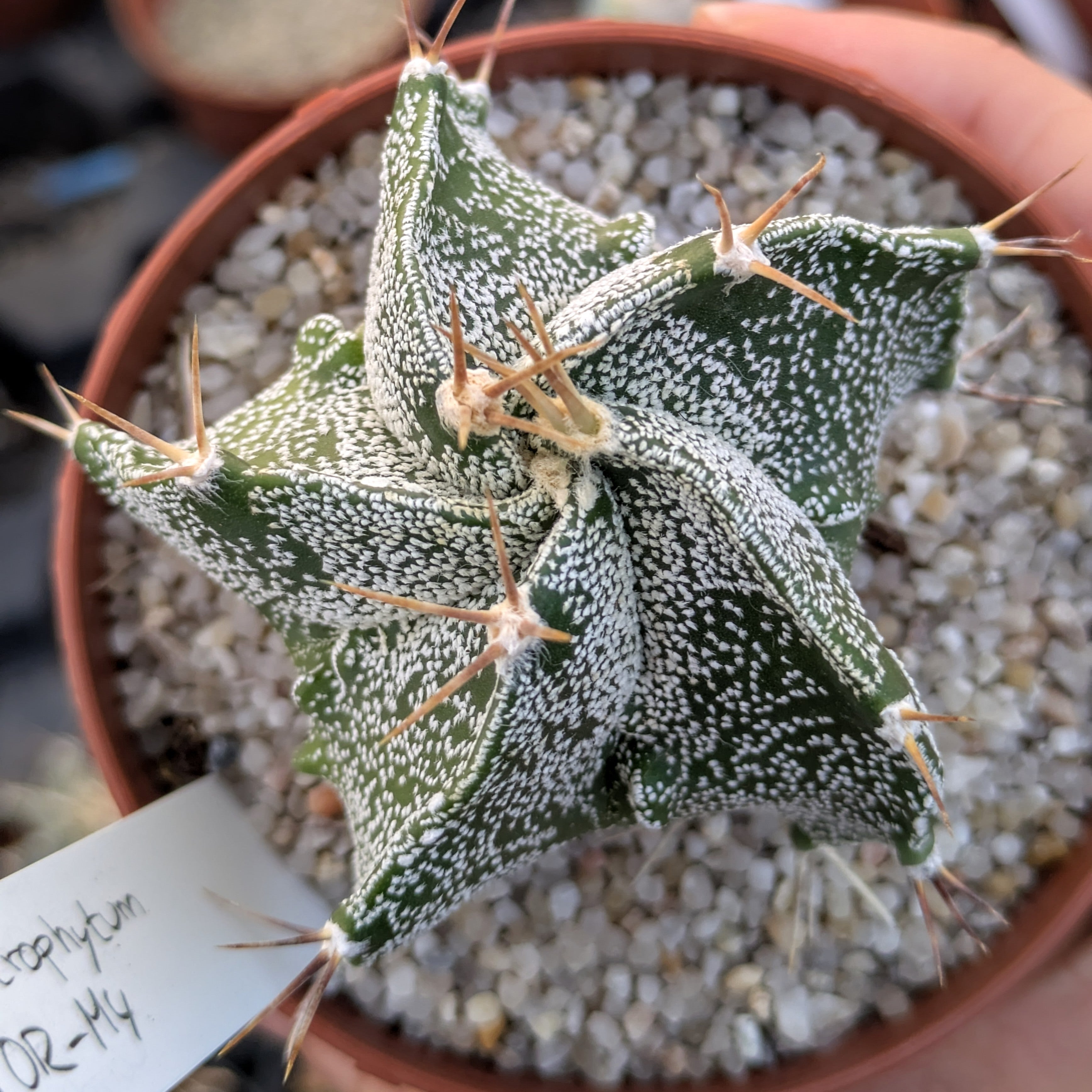Astrophytum OR-MY "5 ribs"