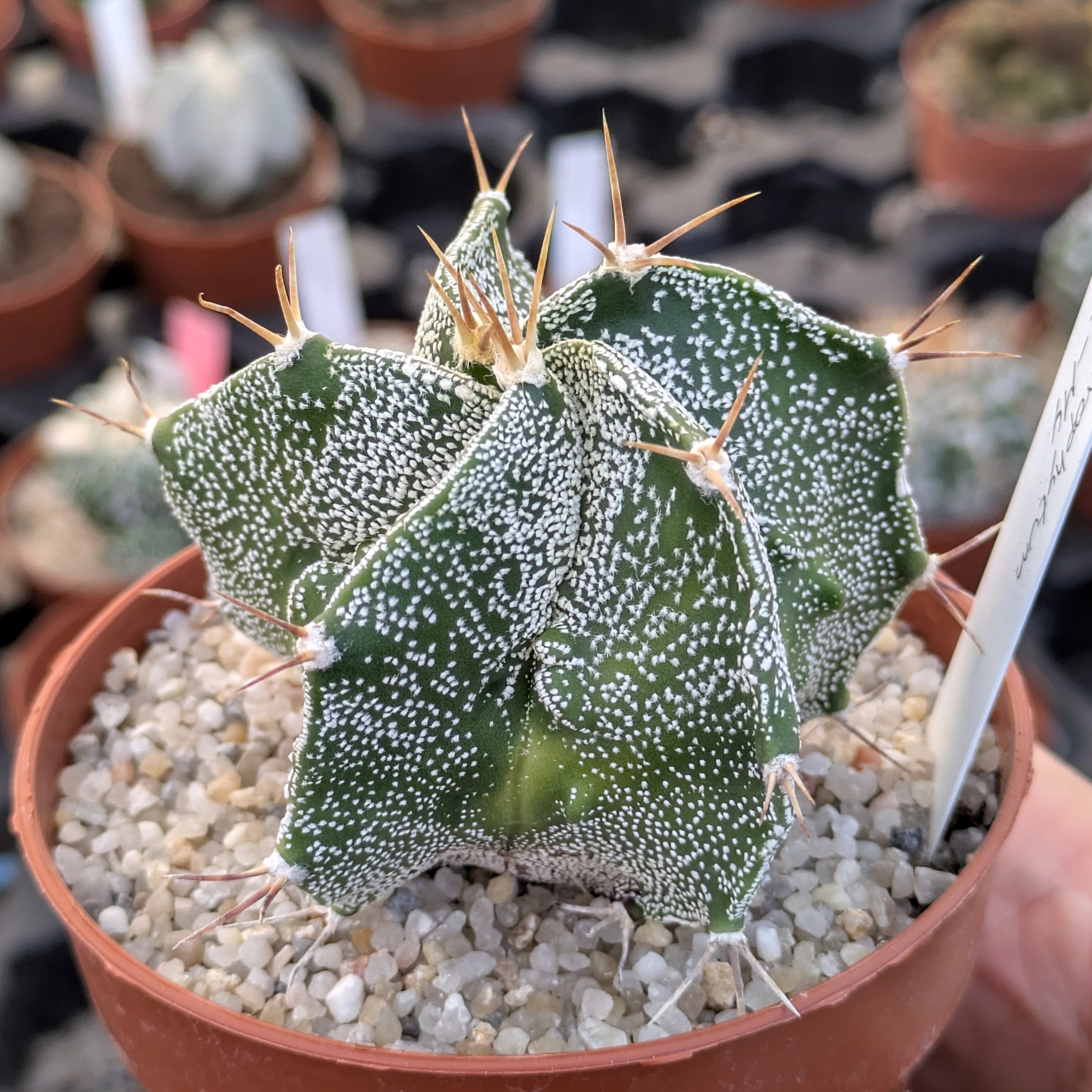 Astrophytum OR-MY "5 ribs"