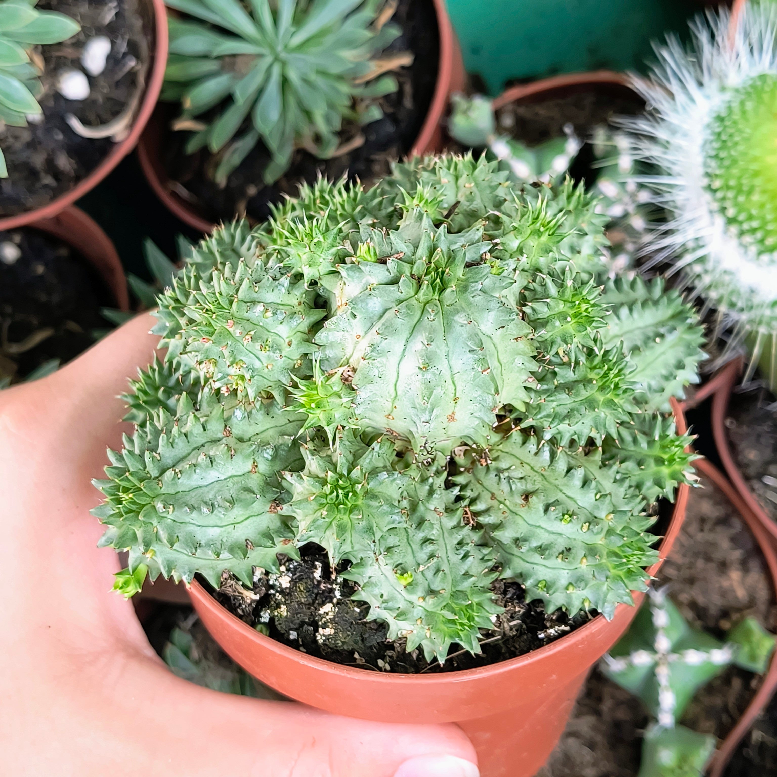 Euphorbia suzannae