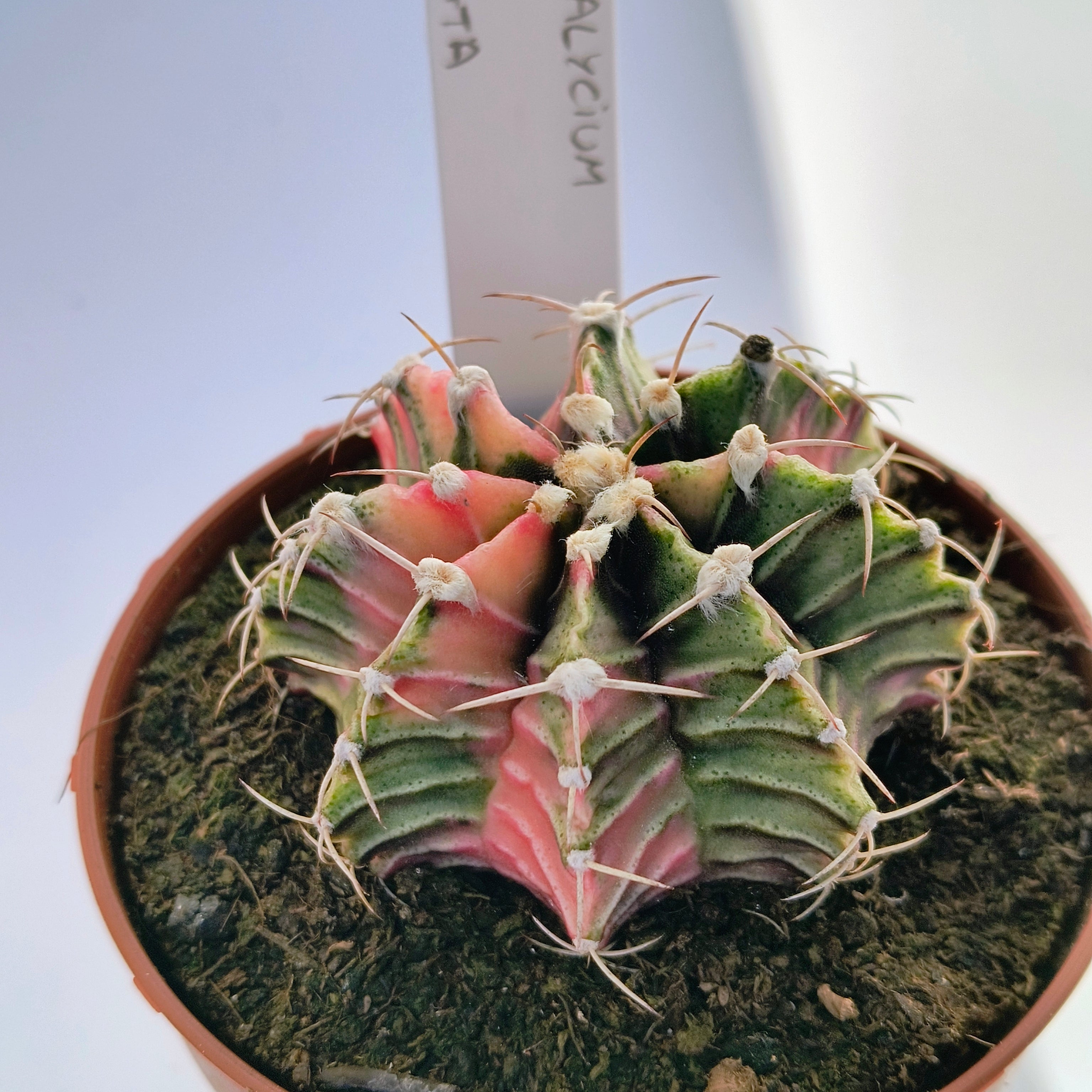 Gymnocalycium híbrido variegata