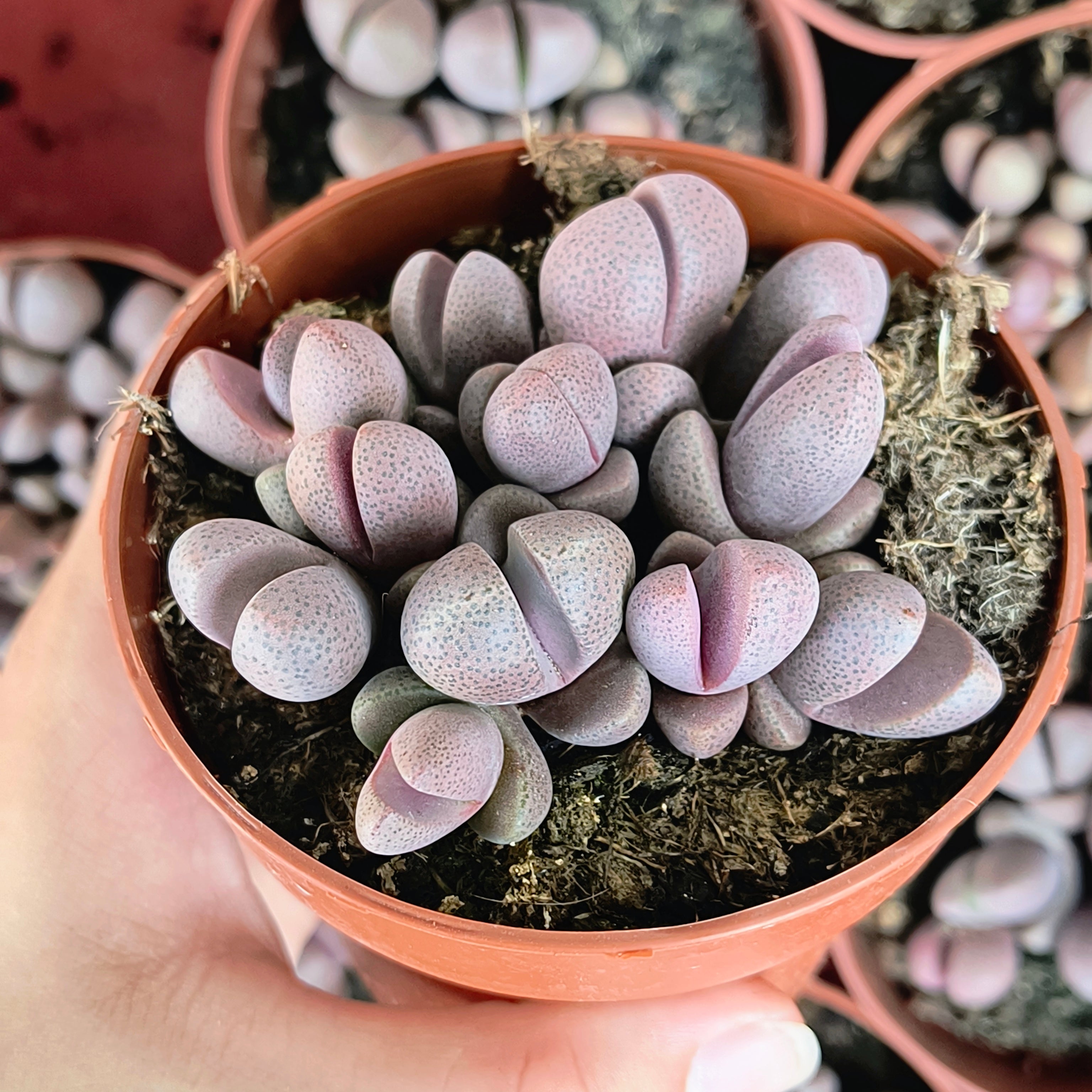 Pleiospilos nelii "Royal Flush"
