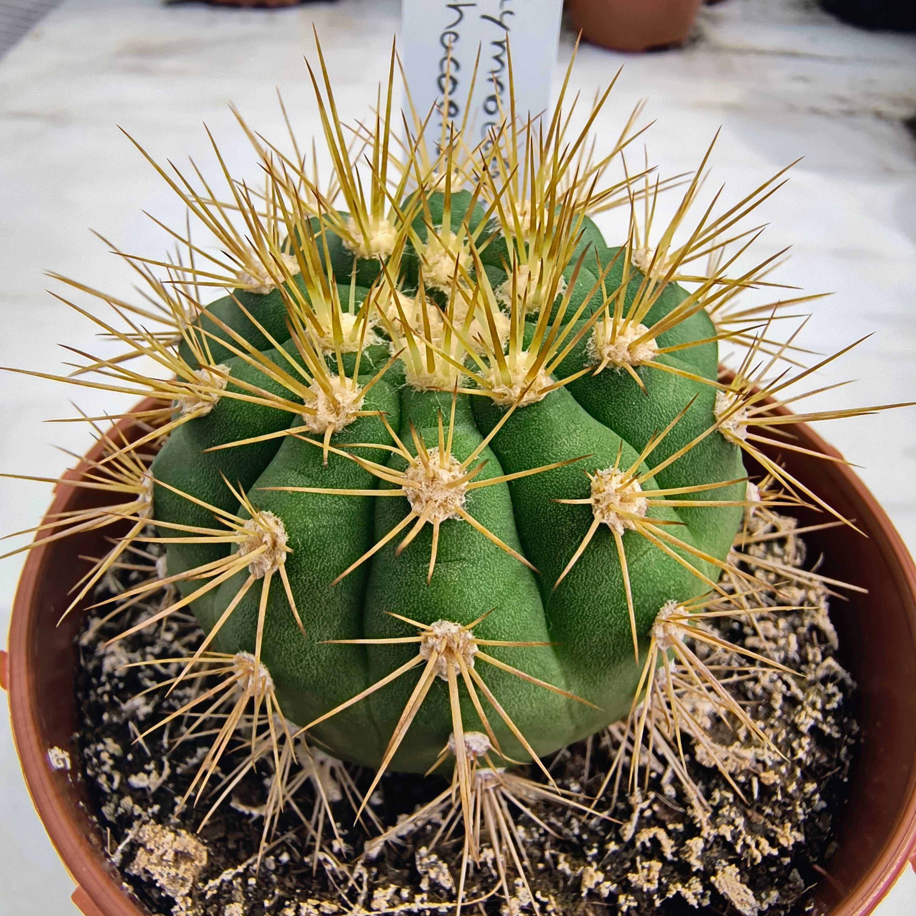 Gymnocalycium chacoense